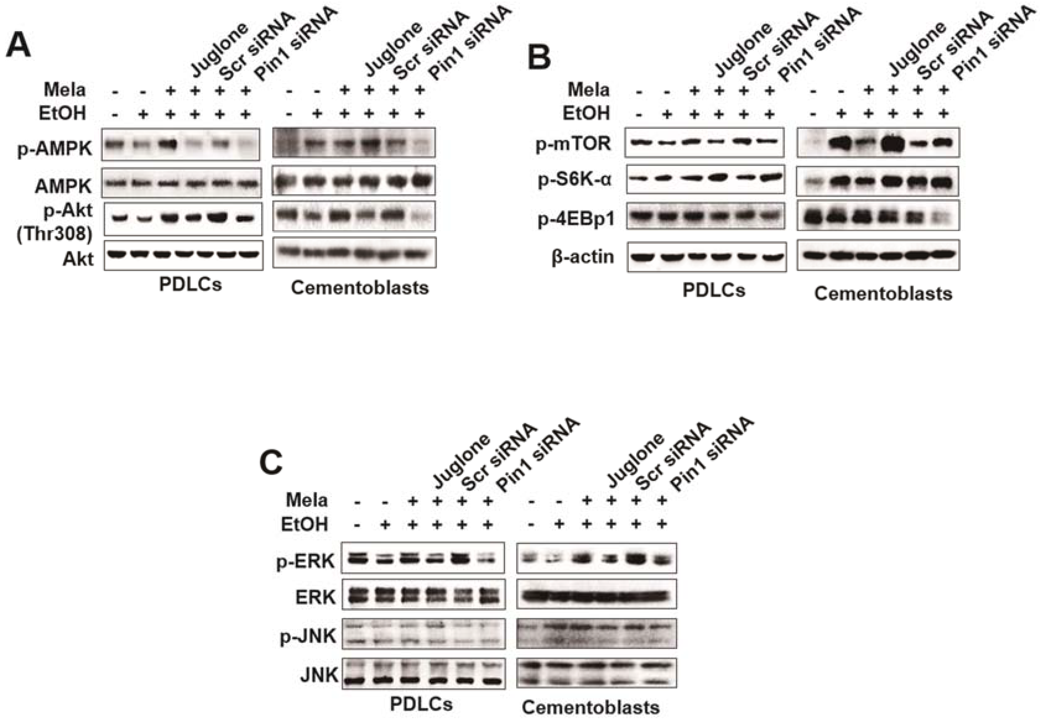 Ijms 19 01742 g009 Ijms 19 01742 g009