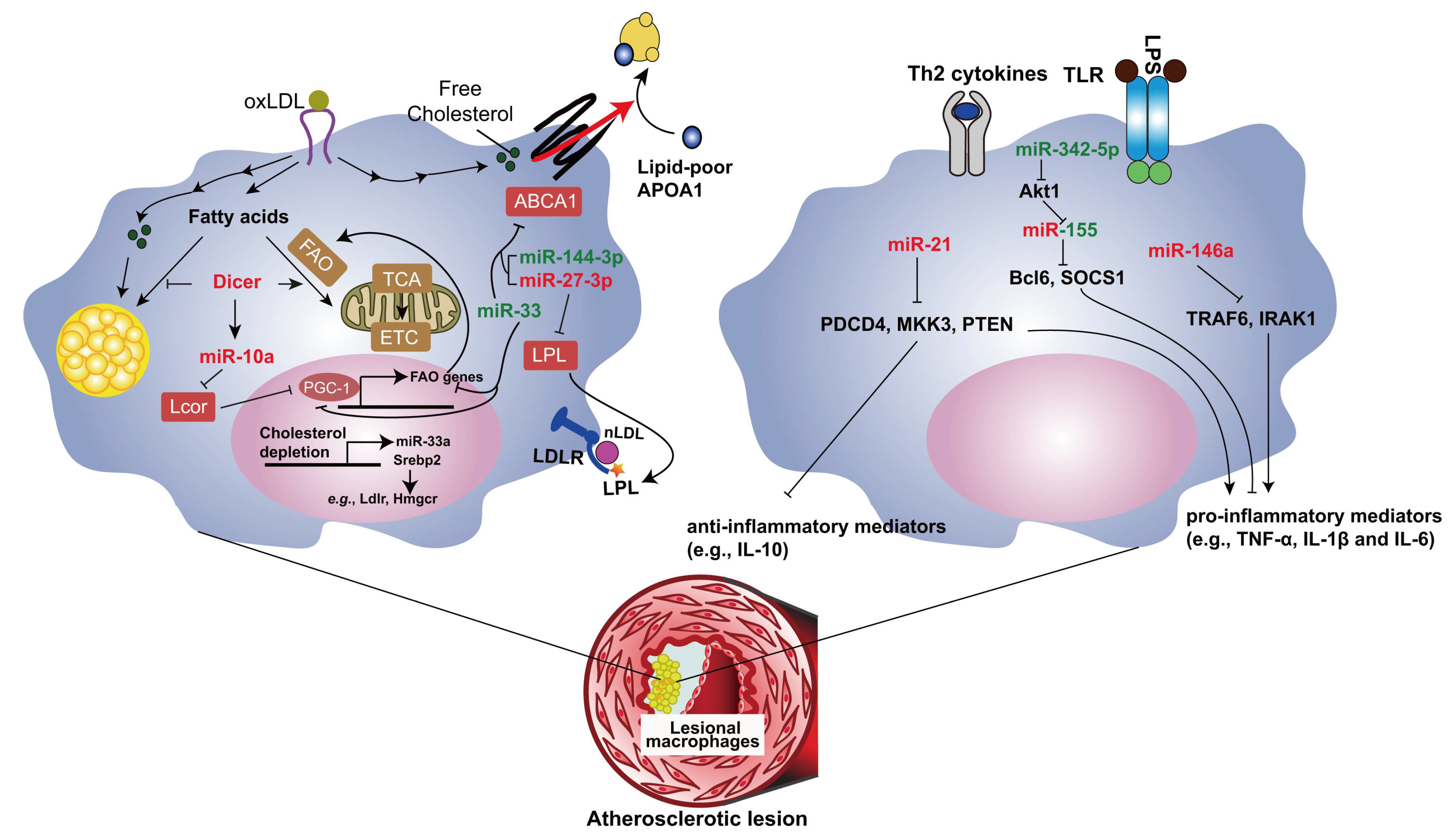 Macrophage MicroRNAs as Therapeutic Targets for