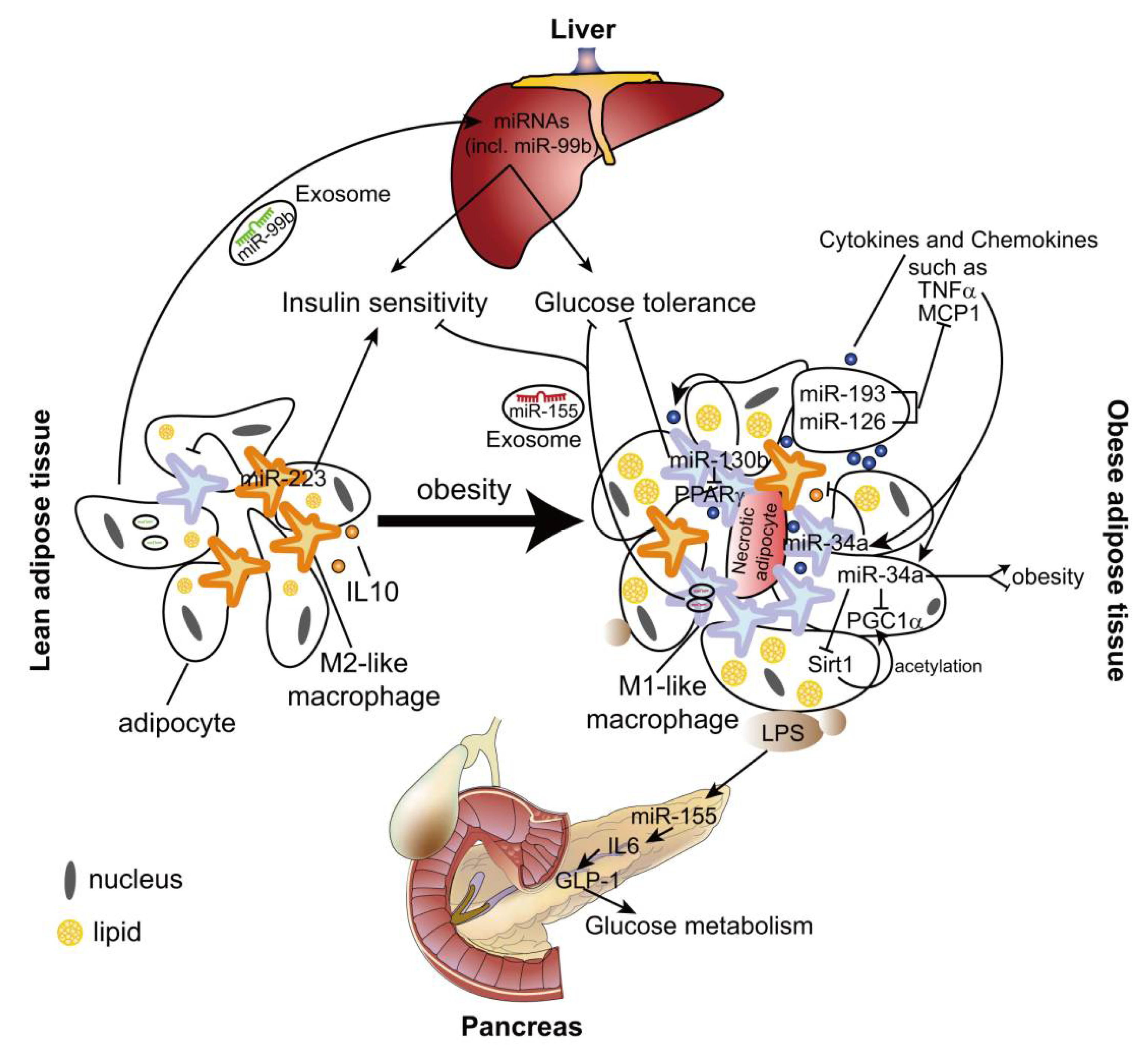 IJMS | Free Full-Text | Macrophage MicroRNAs as Therapeutic 