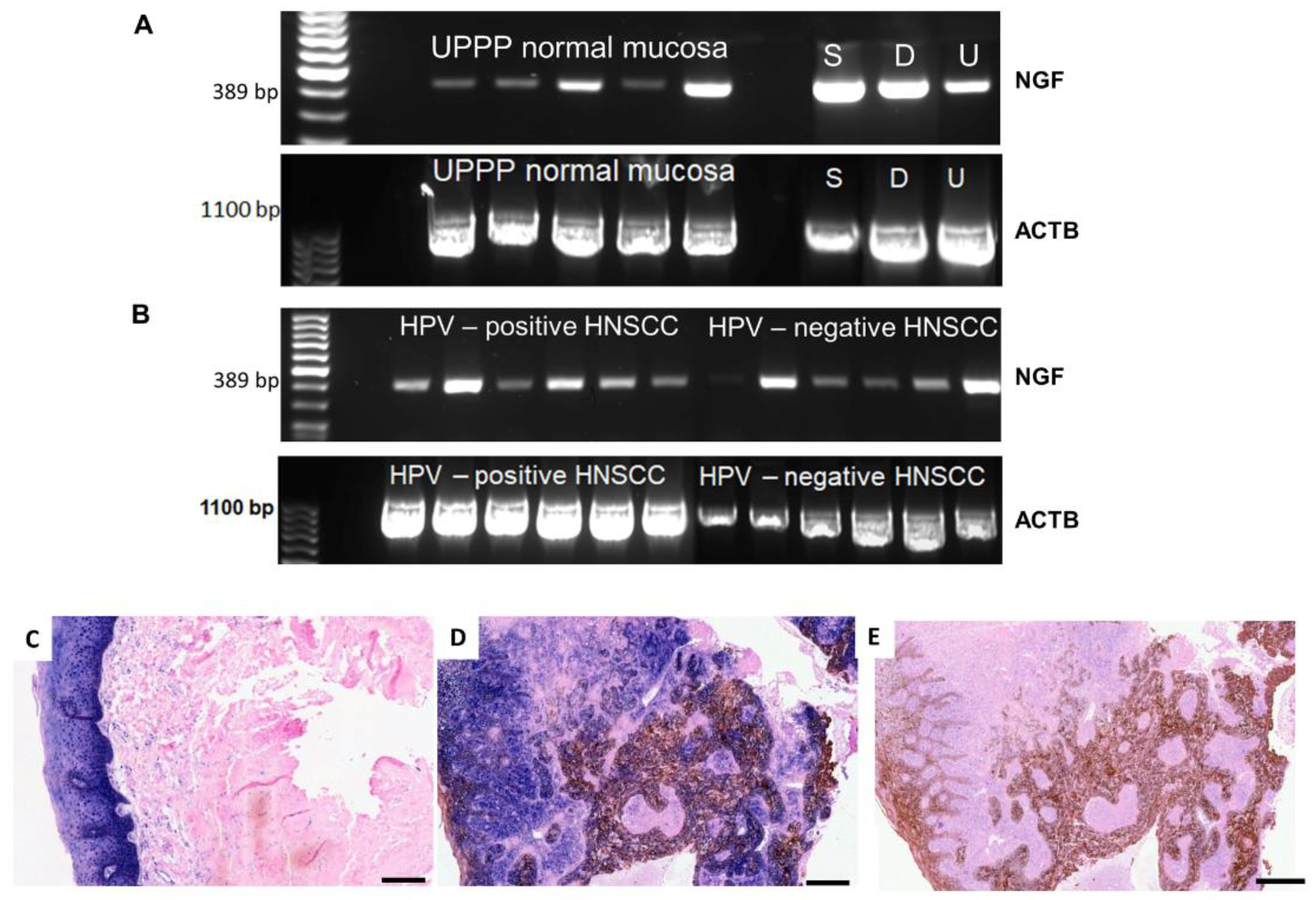 Ijms 19 01771 g001 Ijms 19 01771 g001