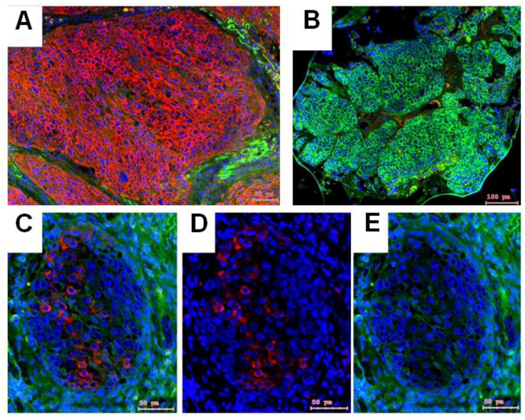 Ijms 19 01771 g003a Ijms 19 01771 g003a