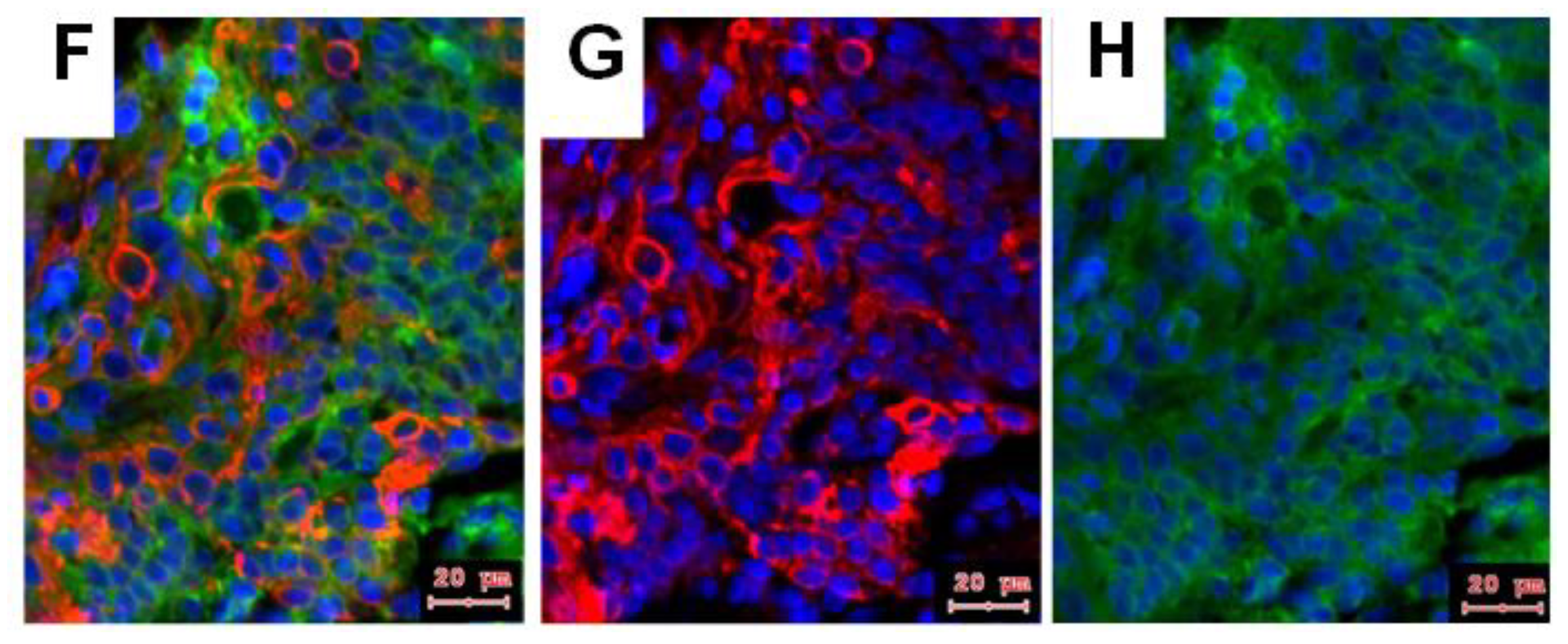 Ijms 19 01771 g003b Ijms 19 01771 g003b