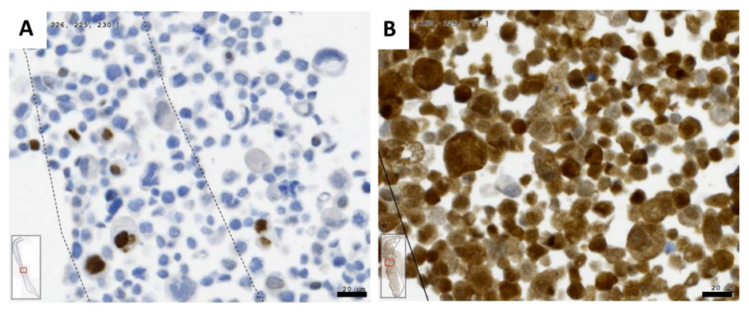 Ijms 19 01771 g005 Ijms 19 01771 g005