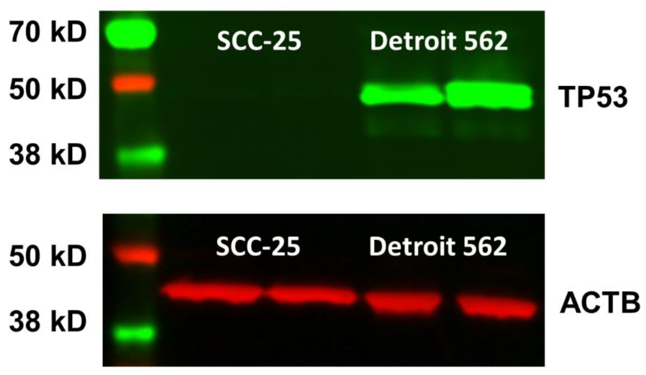 Ijms 19 01771 g0a2 Ijms 19 01771 g0a2