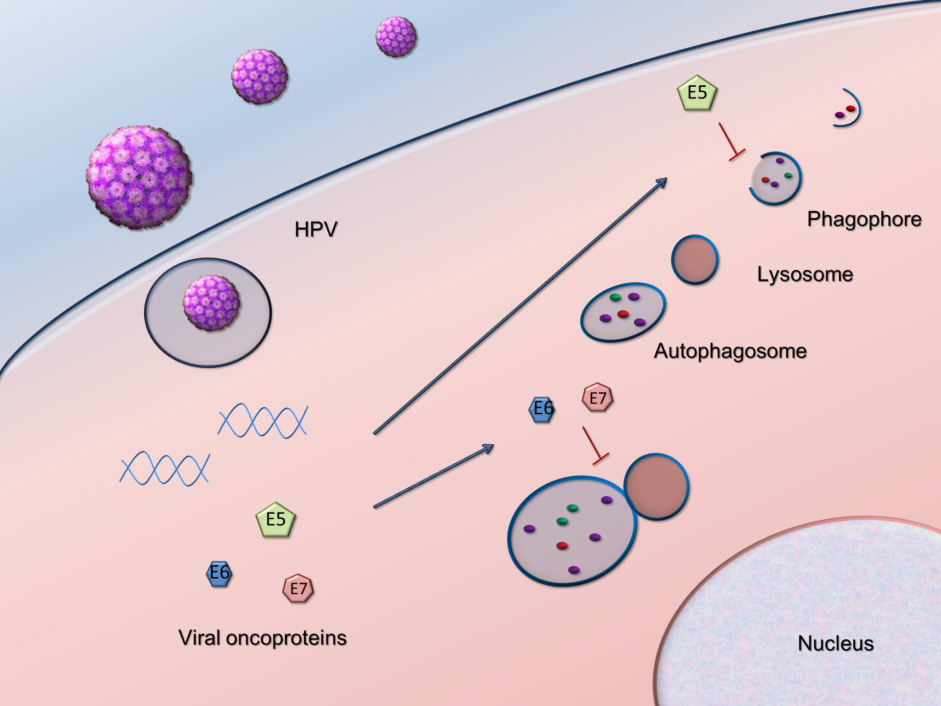 human papilloma virus and autophagy