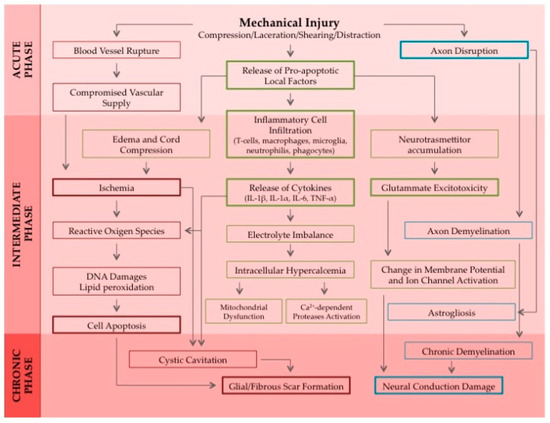 Ijms Free Full Text Translational Regenerative Therapies For Chronic Spinal Cord Injury Html
