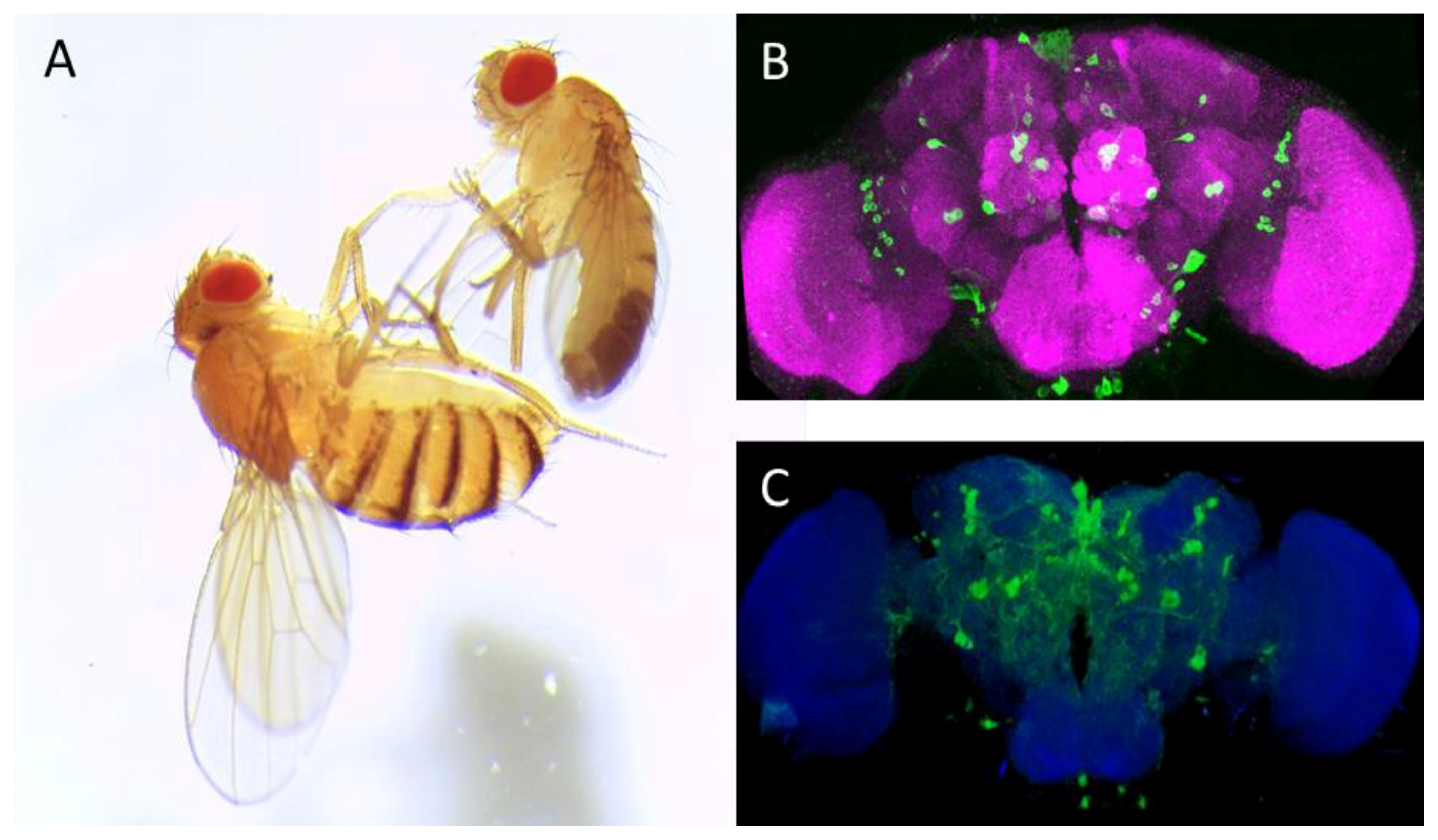 Scientists reverse sex roles in fruit flies