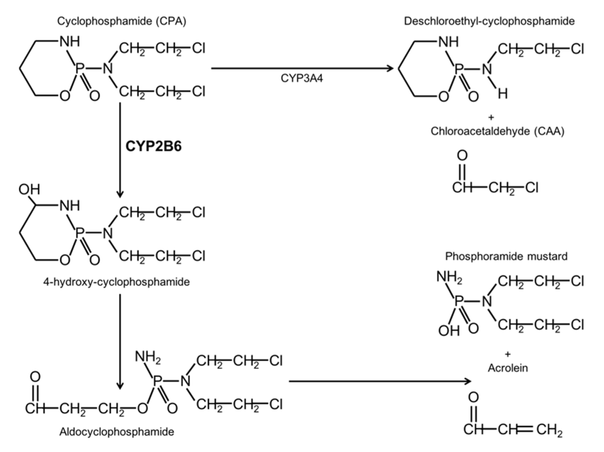 Ijms 19 01790 g001 Ijms 19 01790 g001
