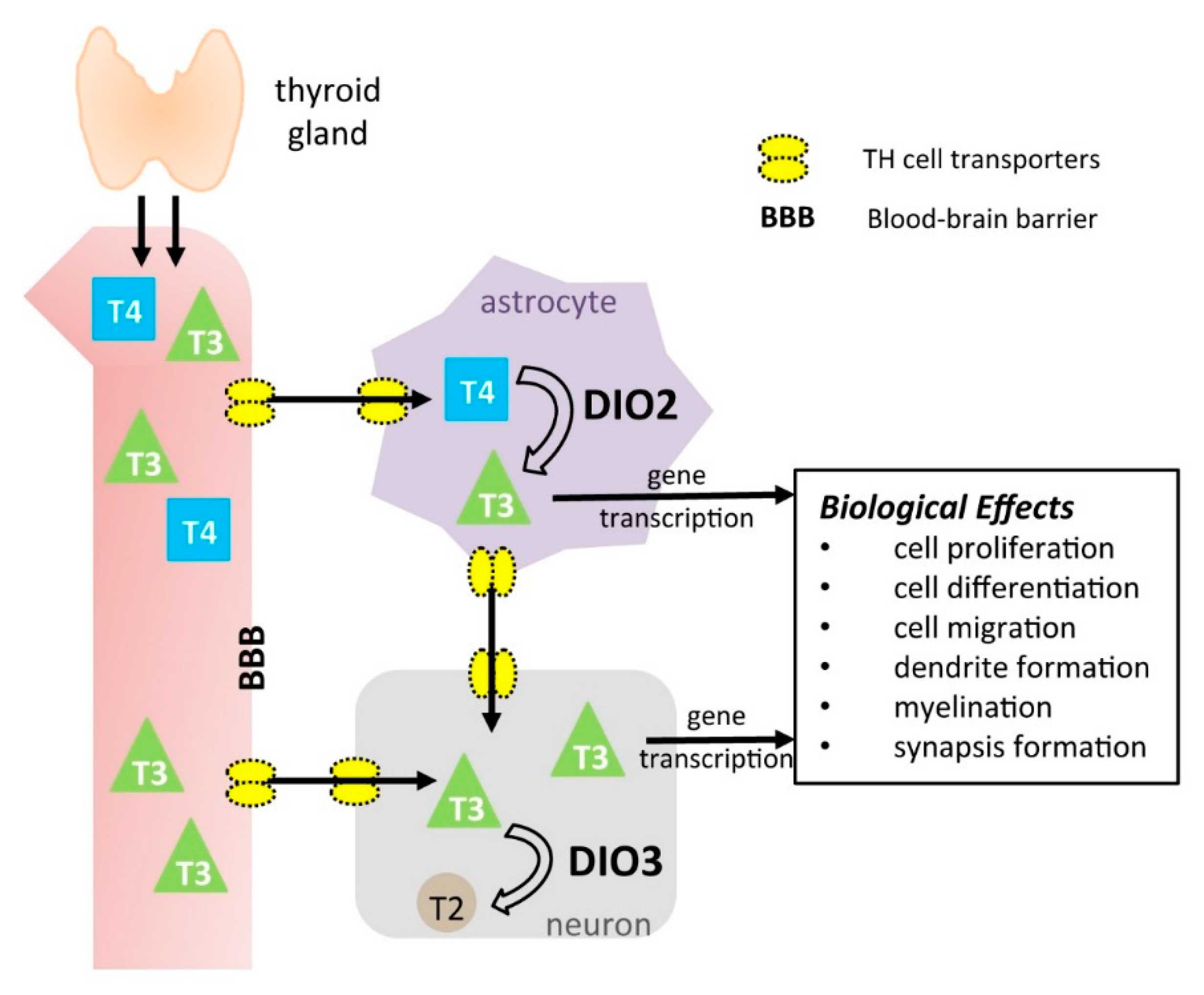 IJMS Free FullText The Type 3 Deiodinase Control of