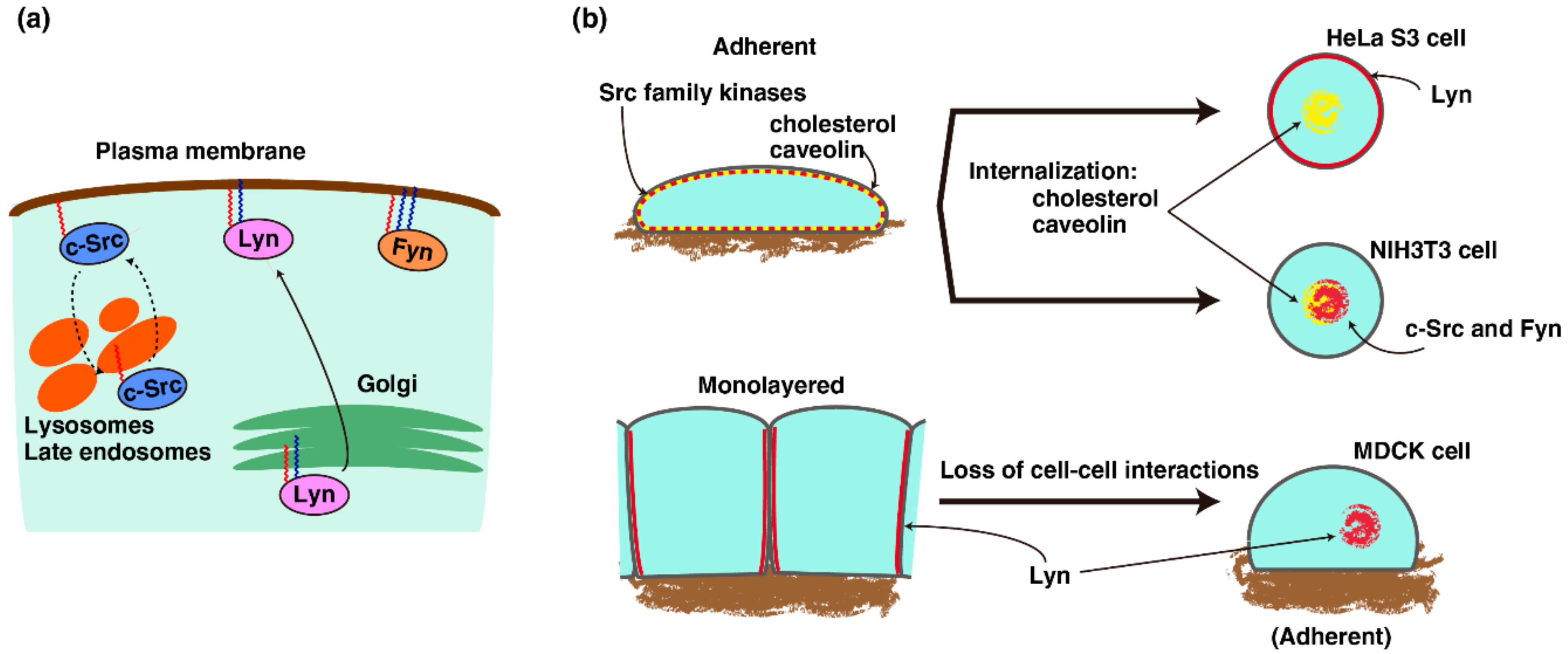 Ijms 19 01811 g001 Ijms 19 01811 g001