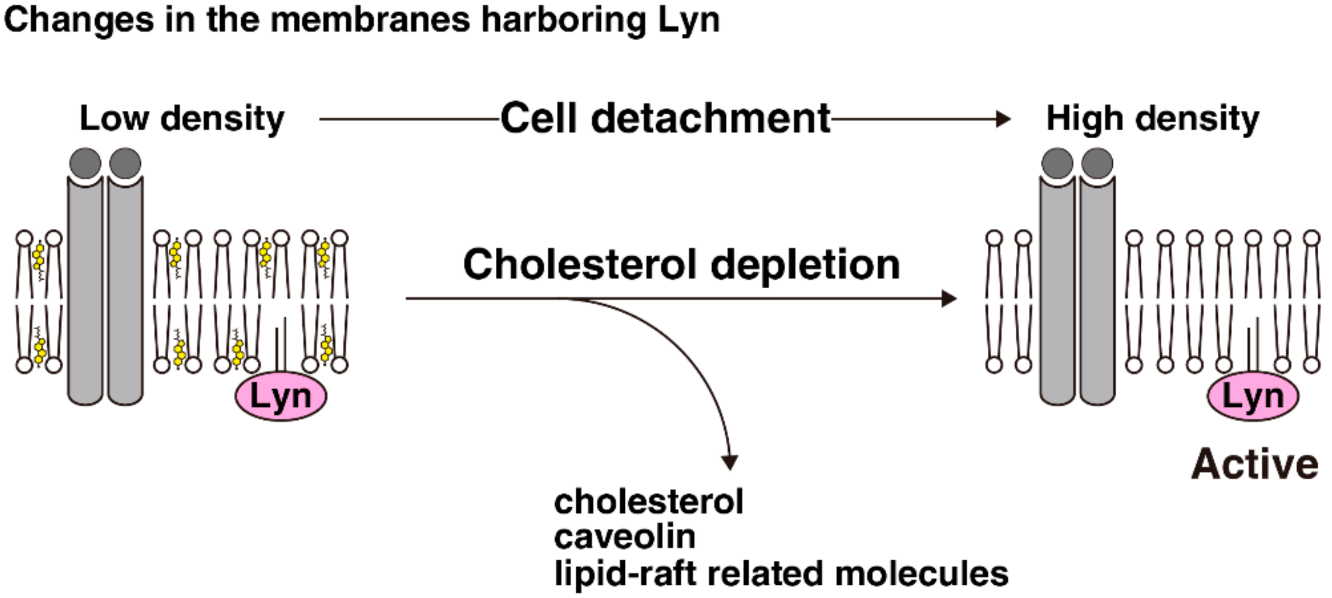 Ijms 19 01811 g003 Ijms 19 01811 g003
