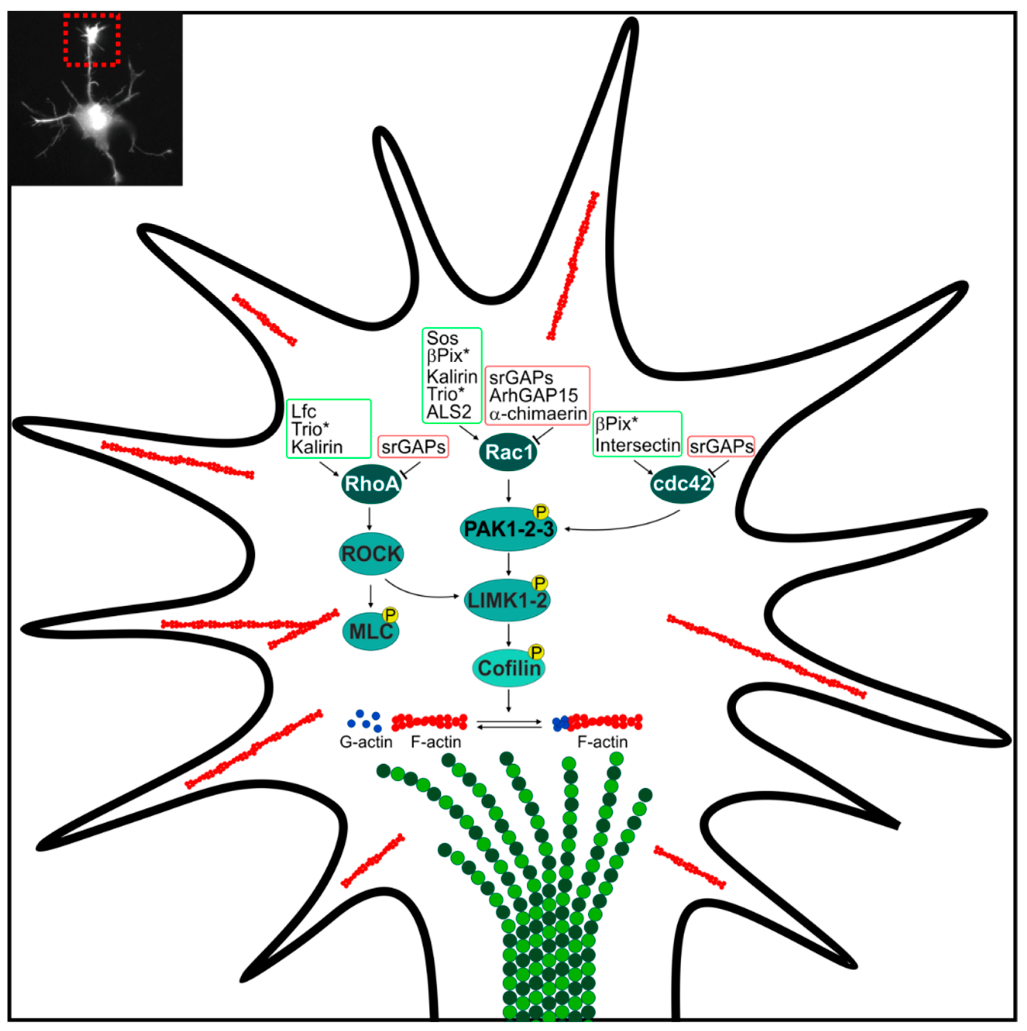 Ijms 19 01821 g001 Ijms 19 01821 g001