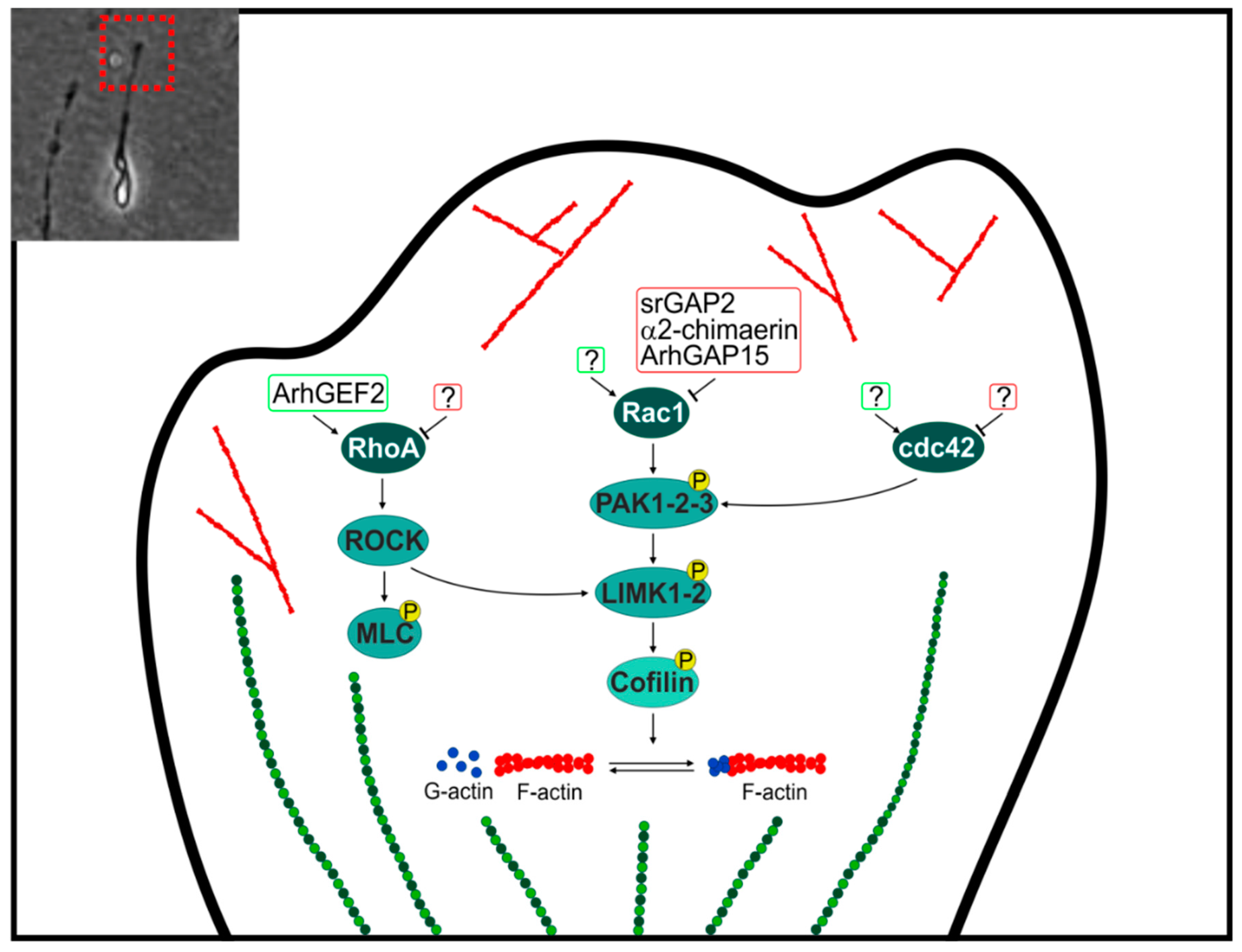 Ijms 19 01821 g002 Ijms 19 01821 g002