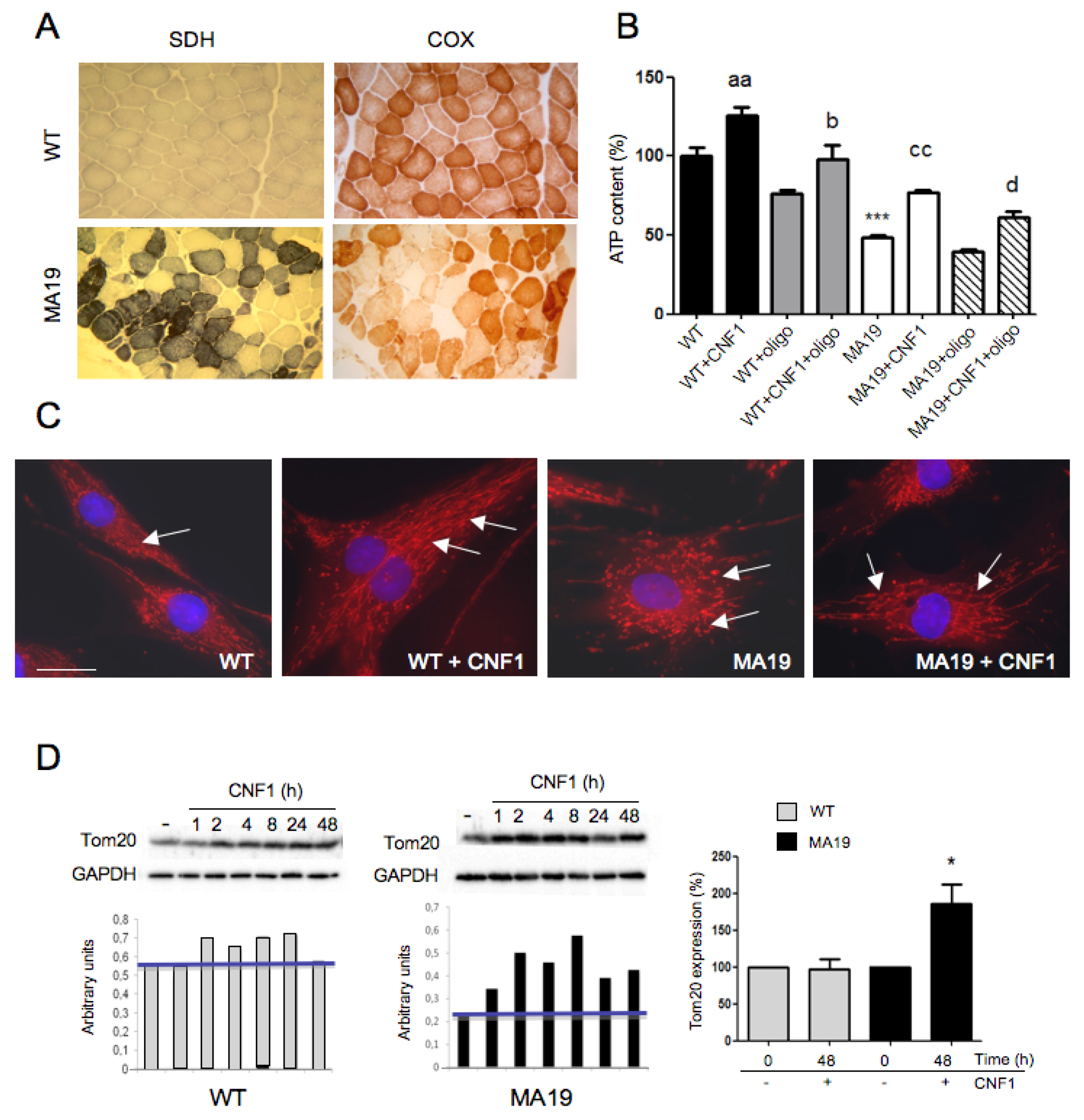 Ijms 19 01825 g001 Ijms 19 01825 g001
