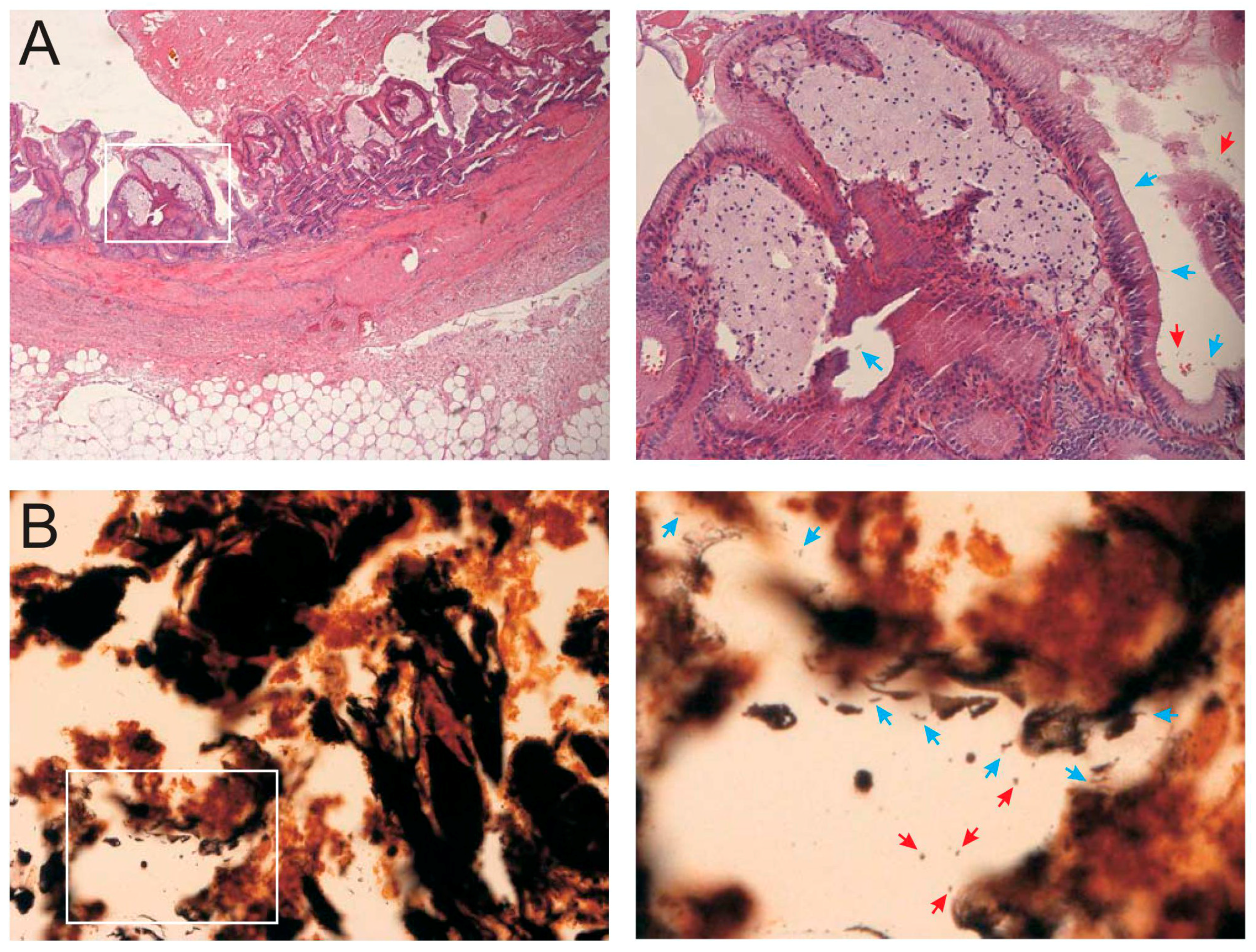 Ijms 19 01826 g002a Ijms 19 01826 g002a