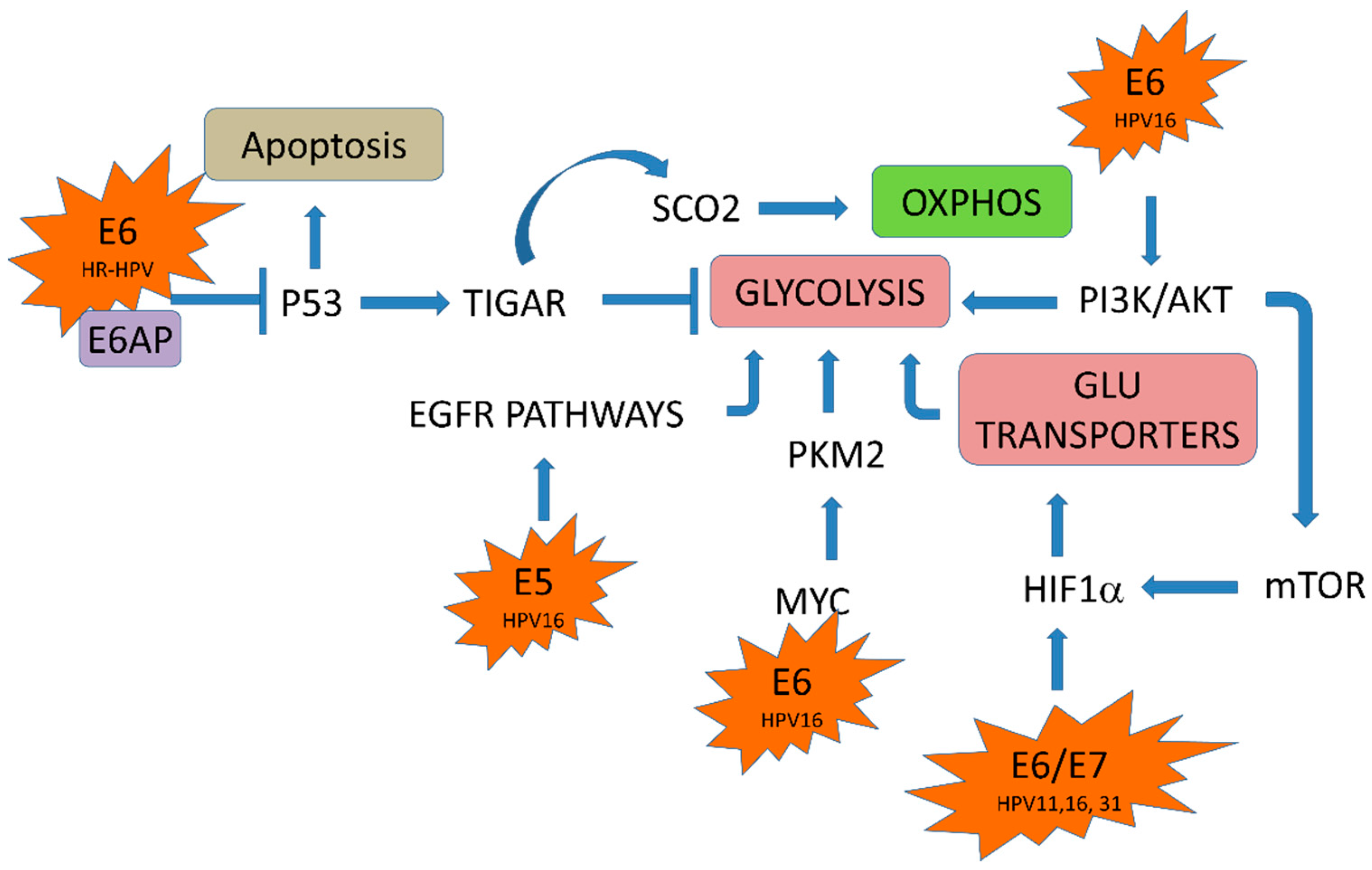 Ijms 19 01839 g003 Ijms 19 01839 g003