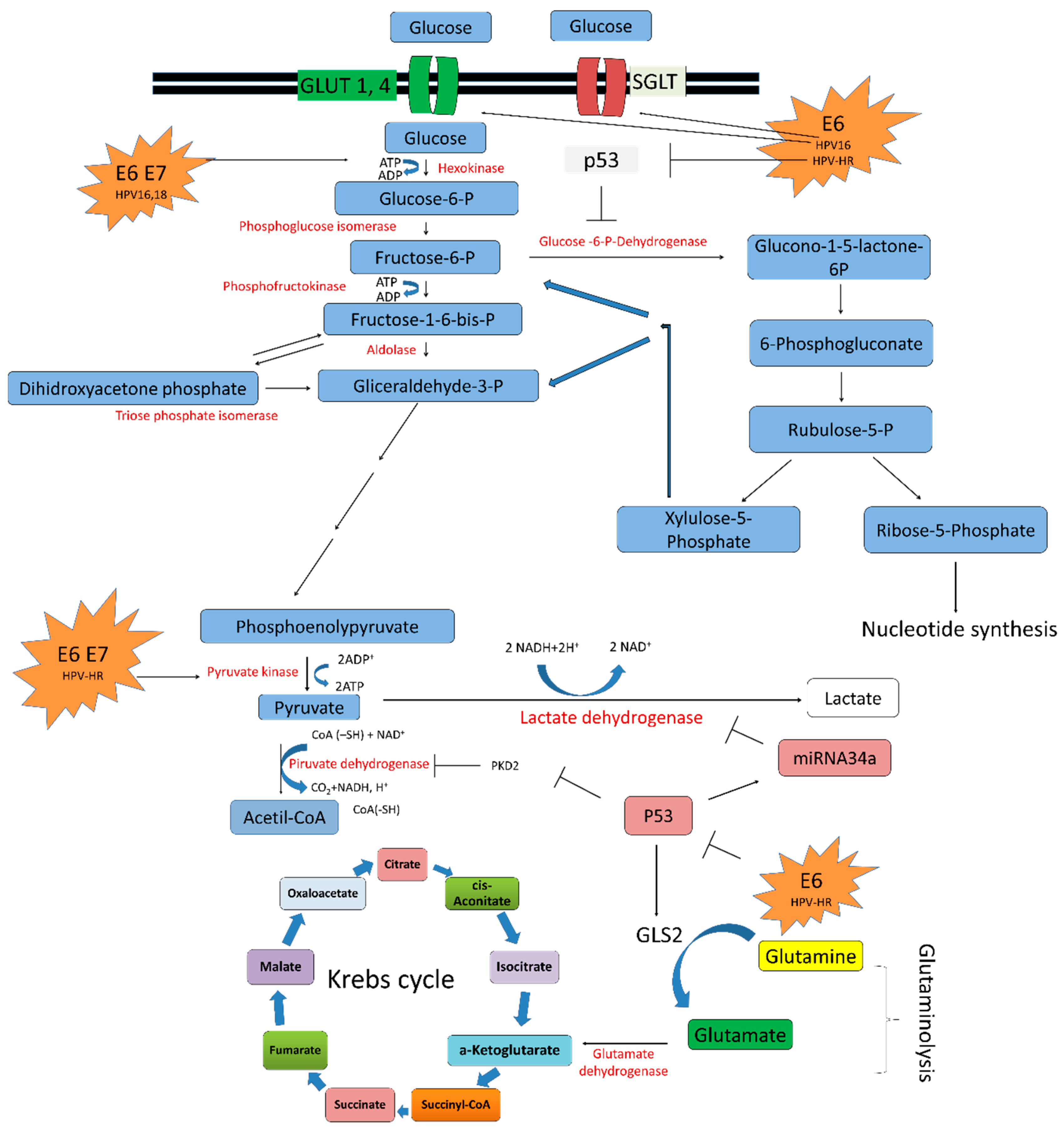 Ijms 19 01839 g004 Ijms 19 01839 g004
