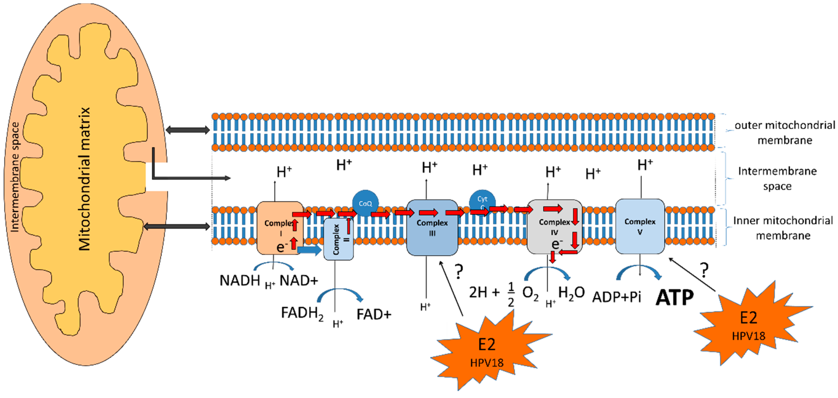 Ijms 19 01839 g005 Ijms 19 01839 g005