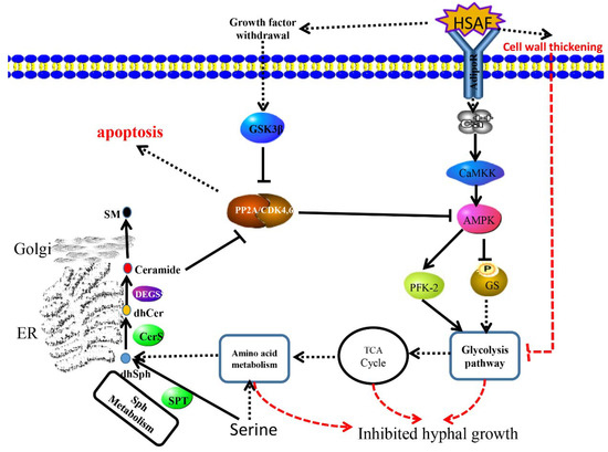 Transcriptomics Analysis of the Chinese Pear Pathotype of