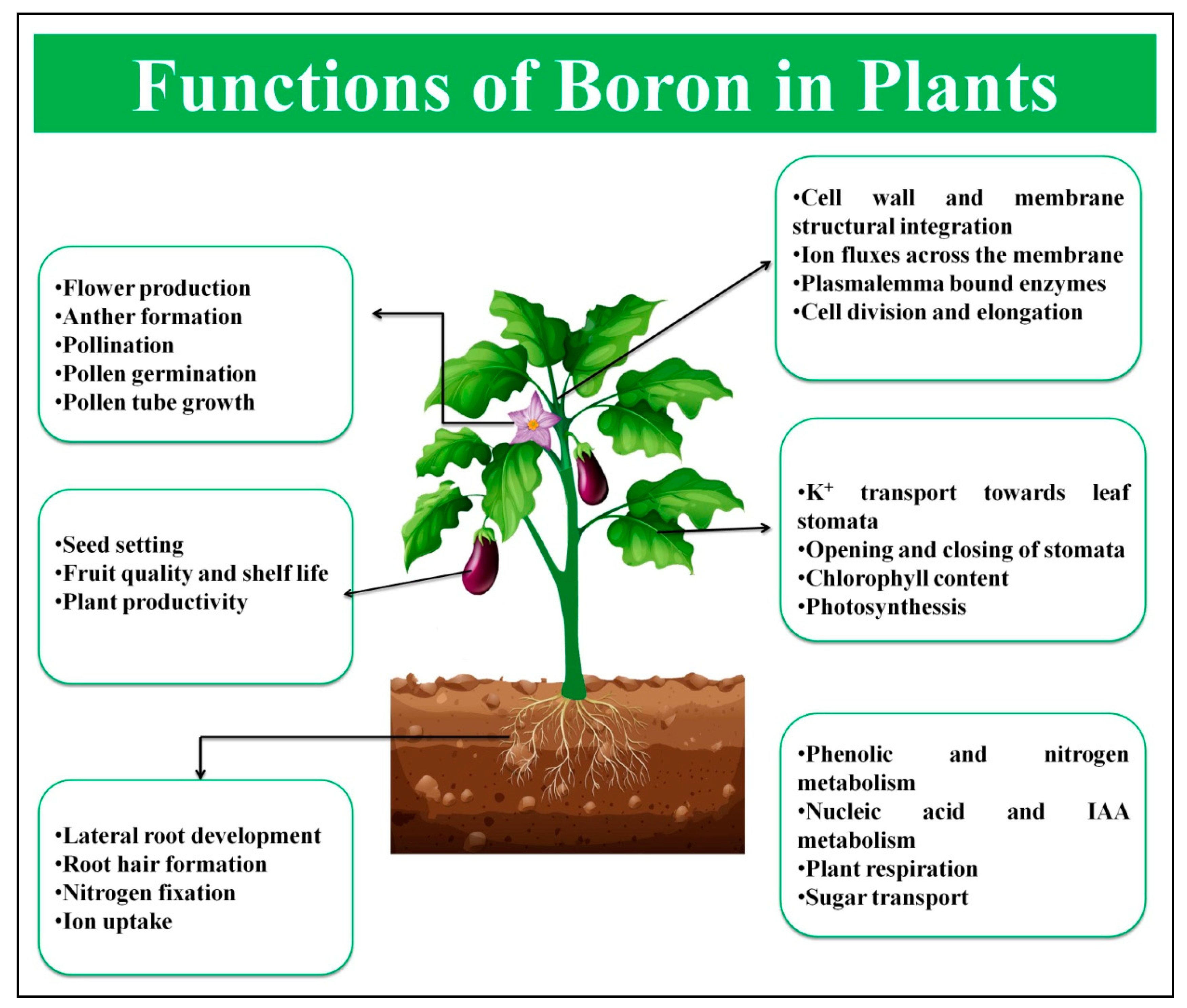Contain plants. Plant and the functions. Plants Parts function. Ion transport in Plants. Boron deficiency Symptoms in Plants.