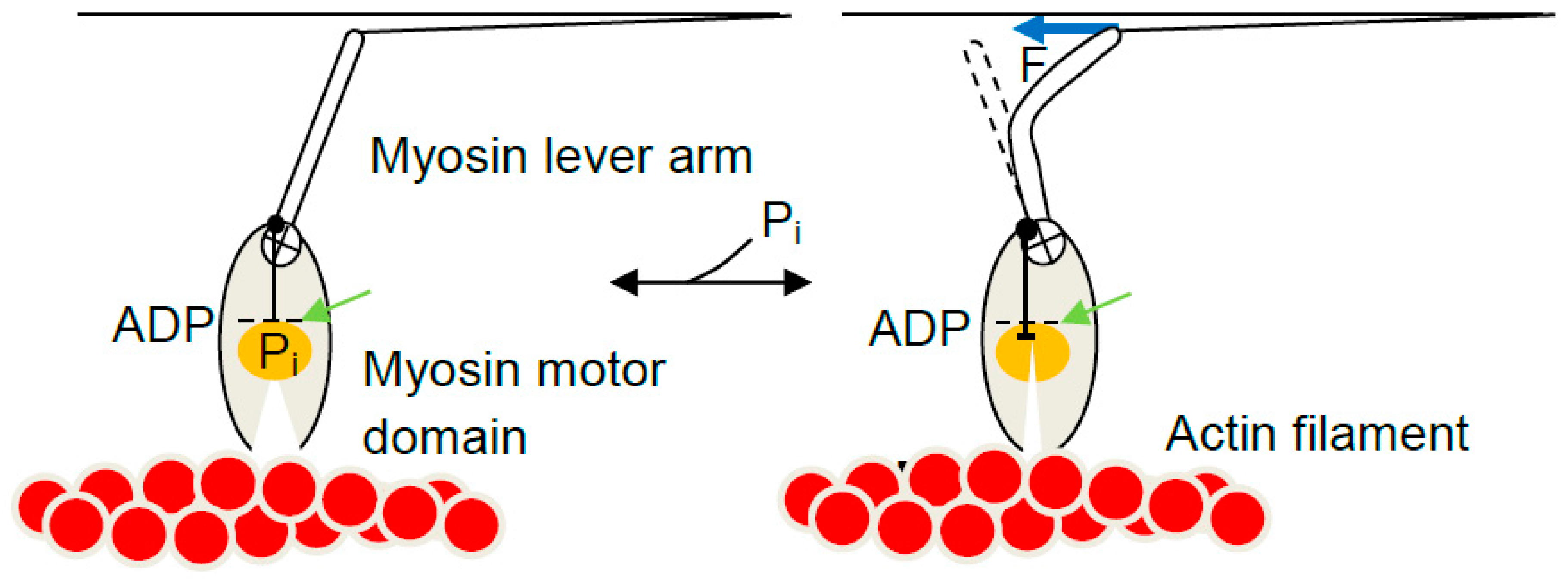 Ijms 19 01863 g007 Ijms 19 01863 g007