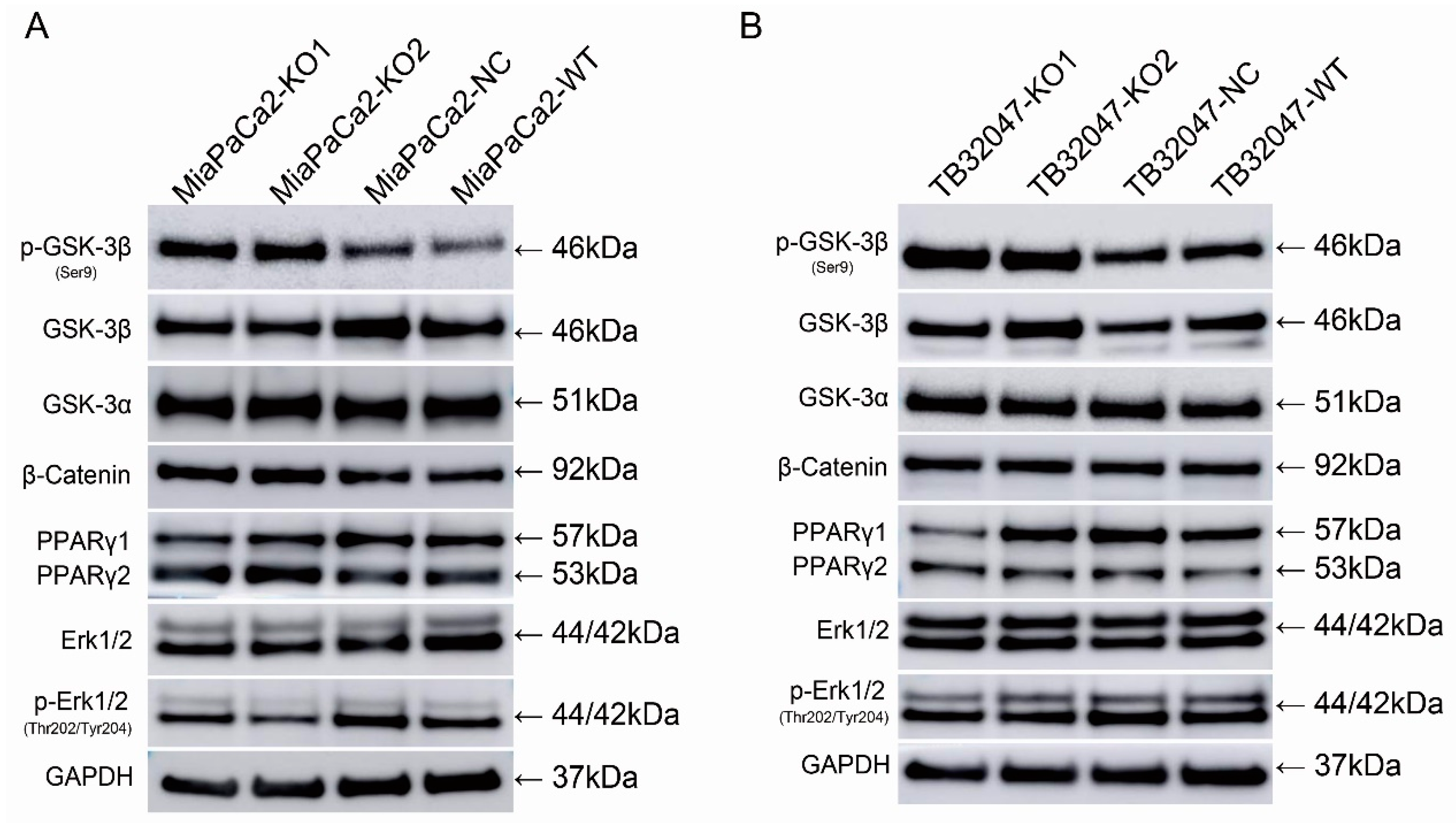 Ijms 19 01870 g005 Ijms 19 01870 g005