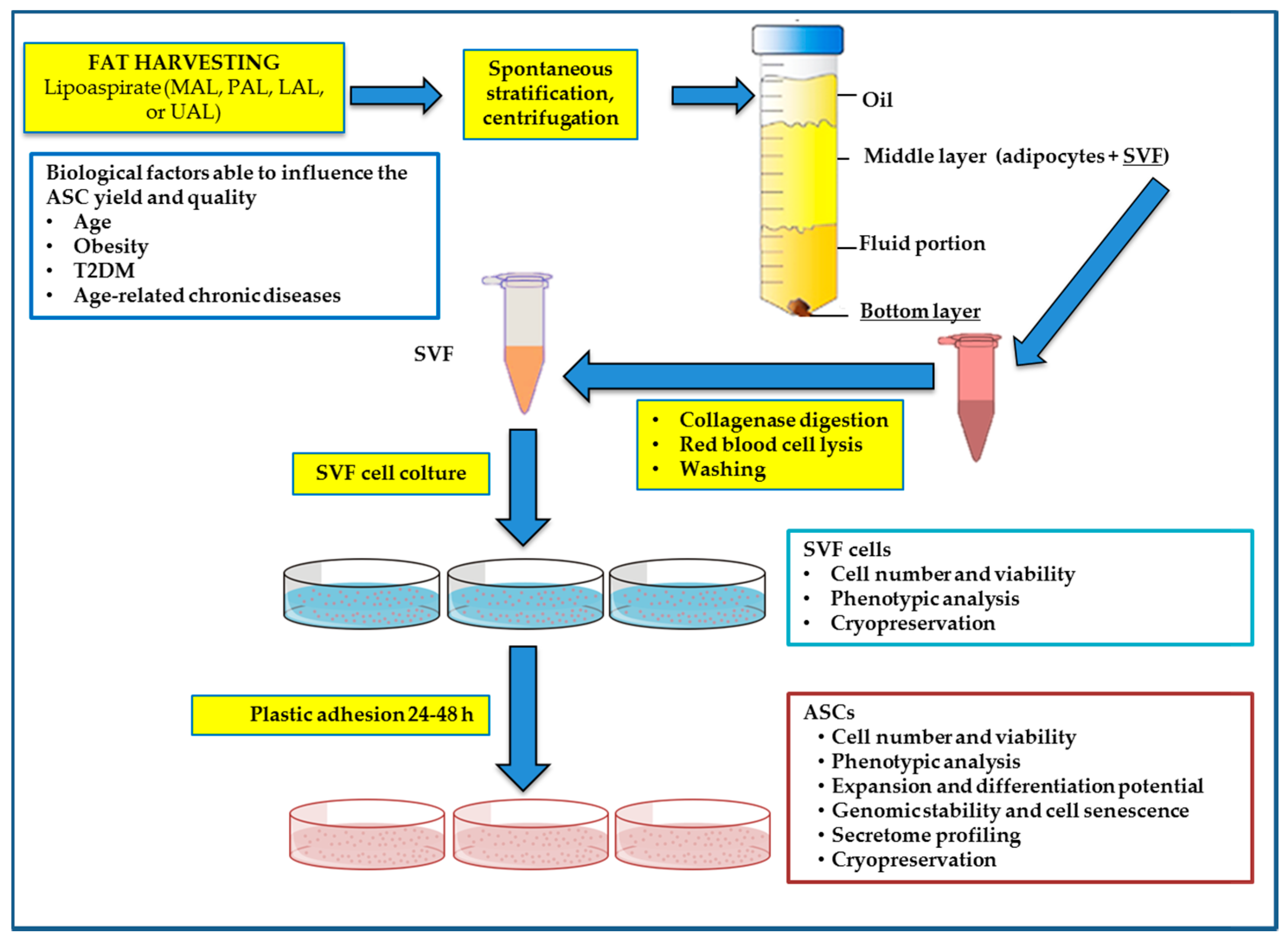 Adipose Tissue Derived Stem Cells ASC Therapy