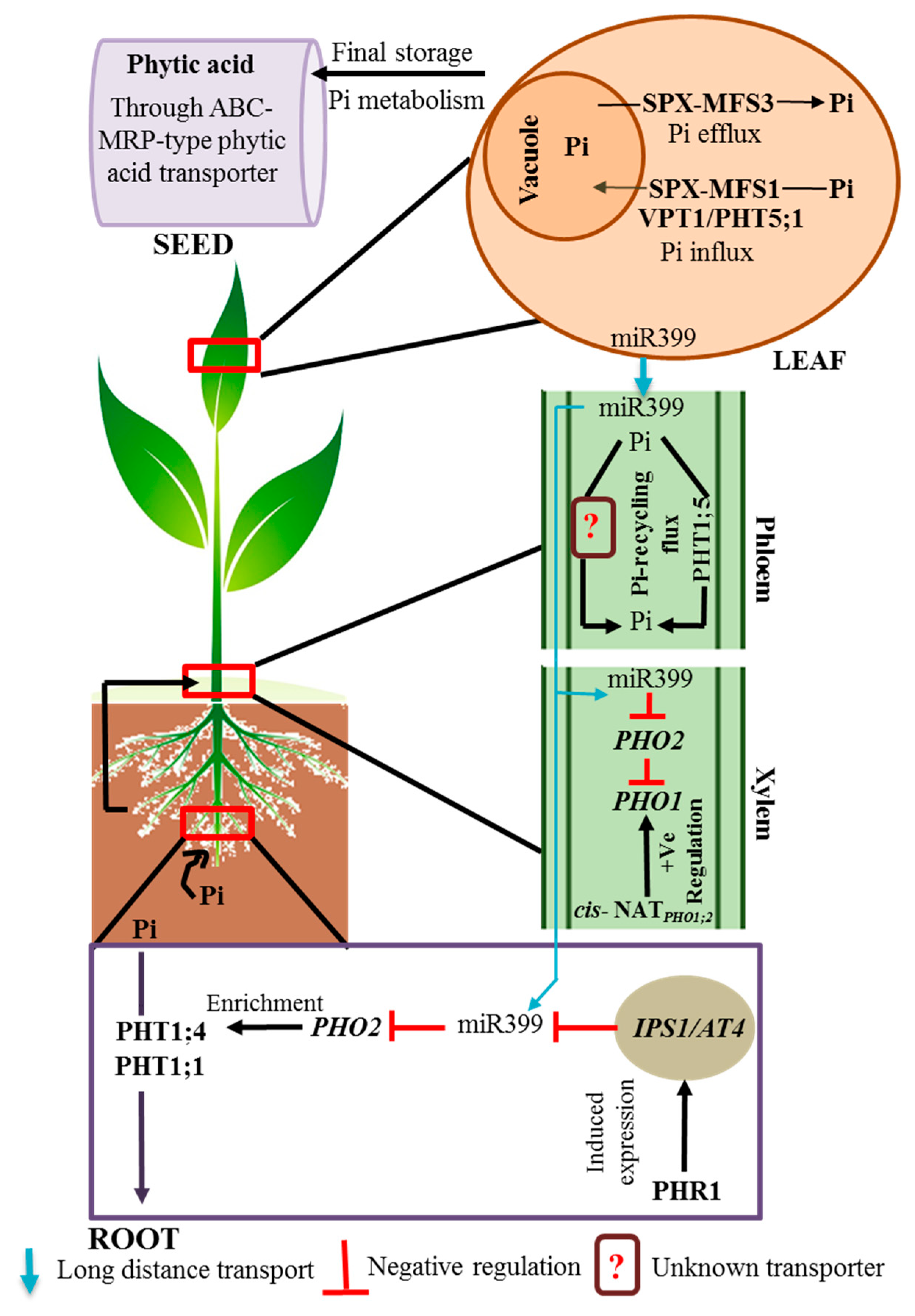 Ijms Free Full Text Cellular And Subcellular Phosphate