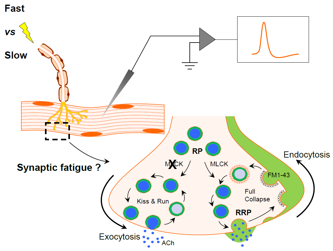 IJMS | Free Full-Text | Importance of Full-Collapse Vesicle Exocytosis