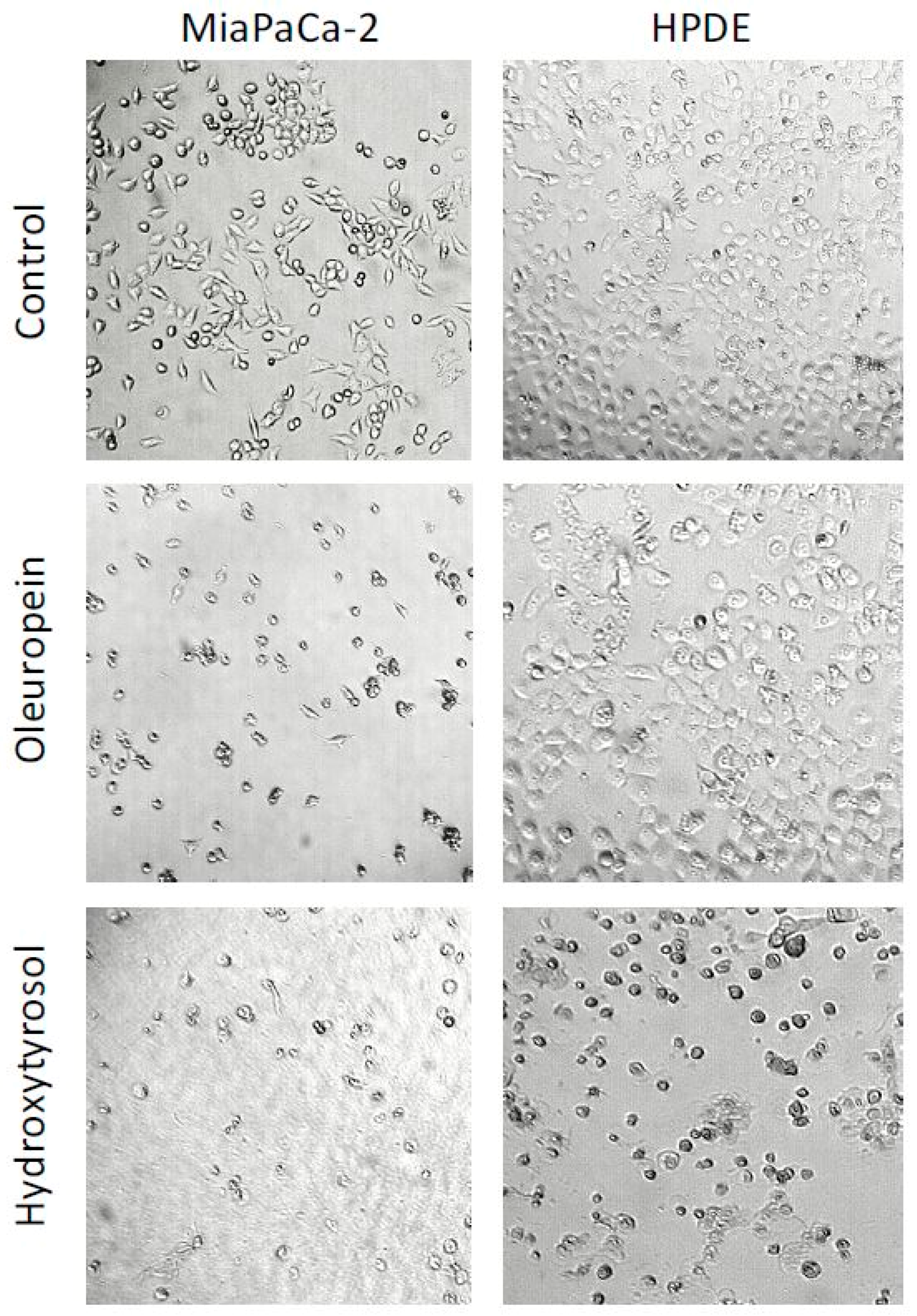 Ijms 19 01937 g002 Ijms 19 01937 g002