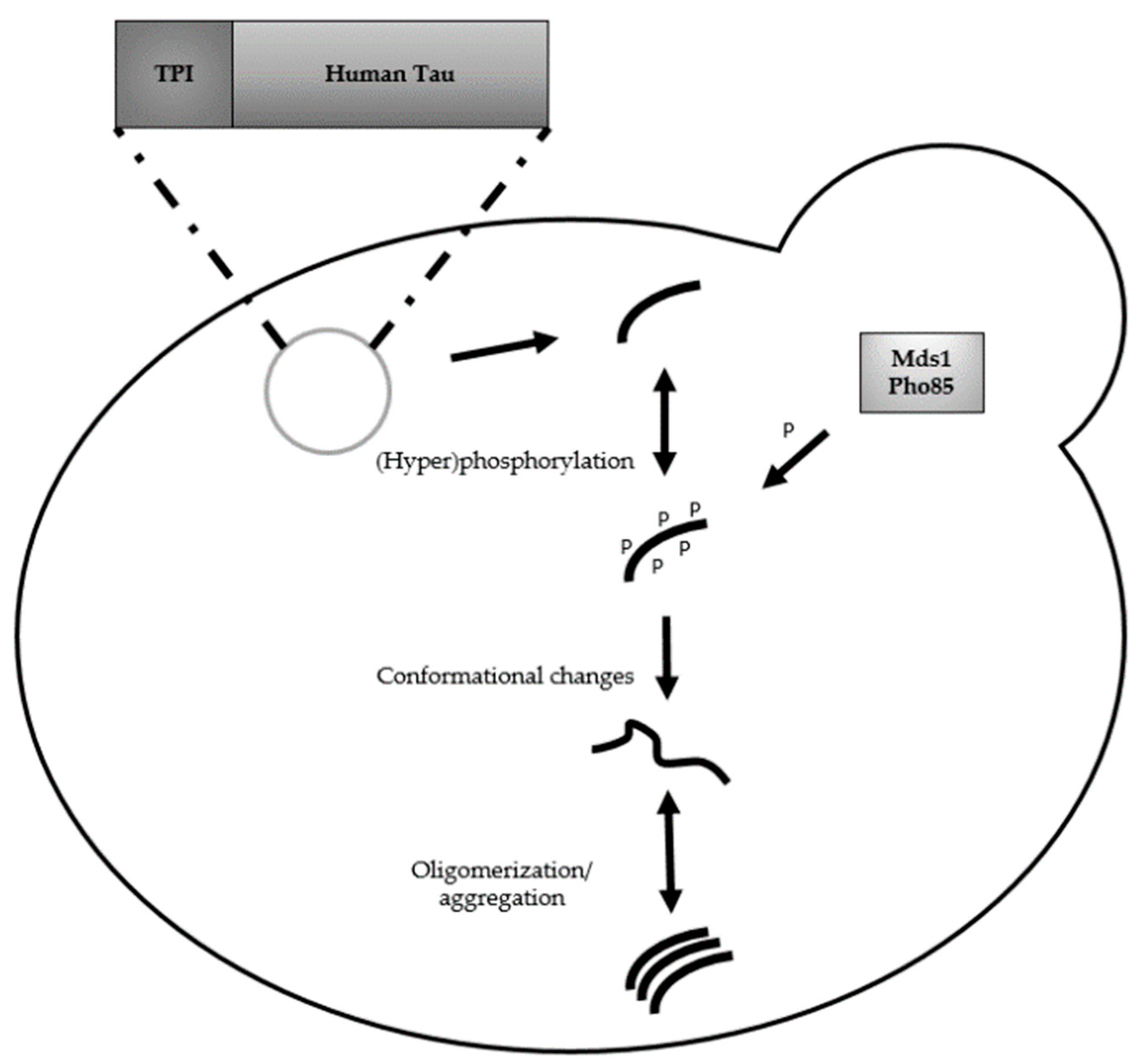Recent Insights on Alzheimer's Disease Originating from