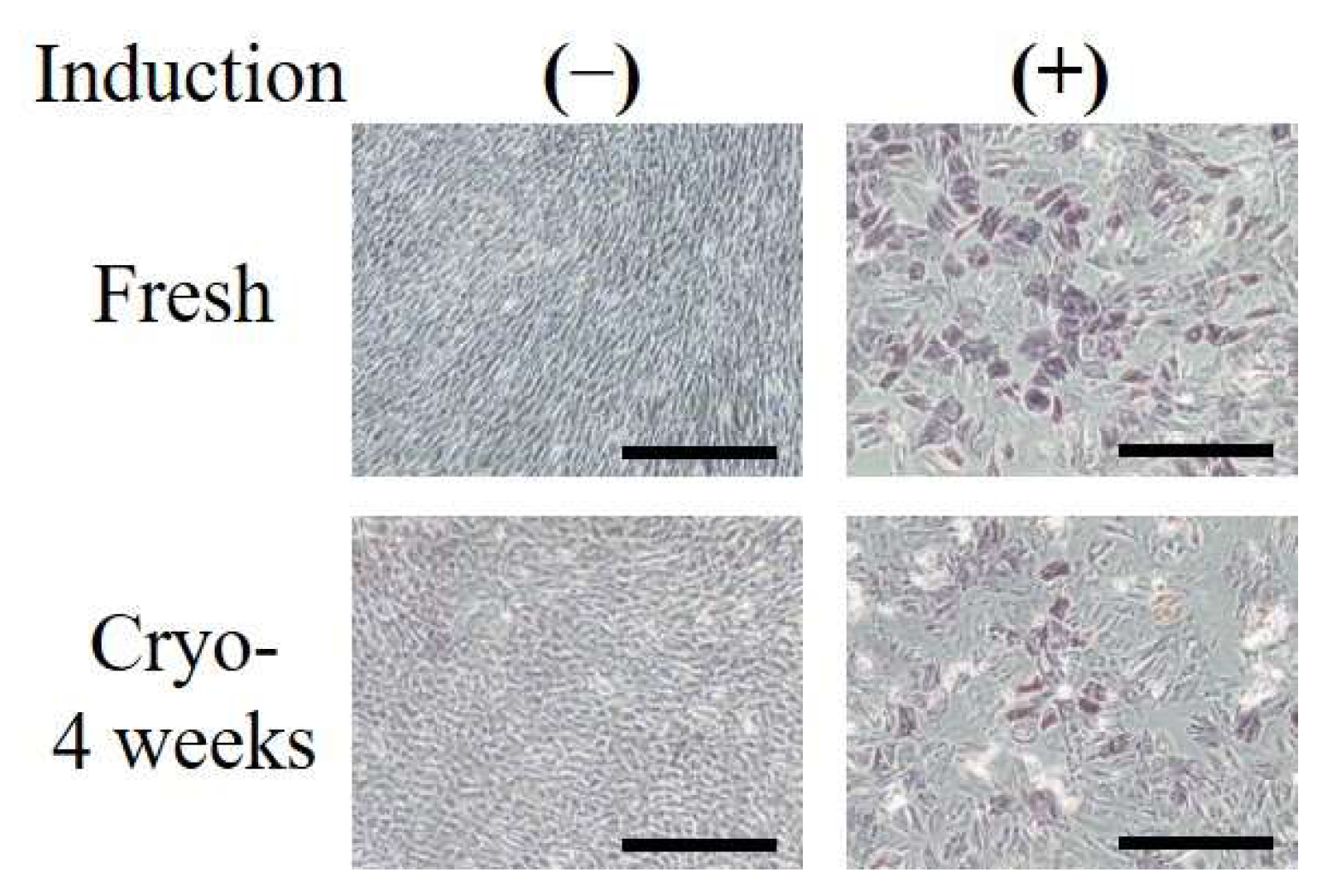 Ijms 19 01963 g003 Ijms 19 01963 g003