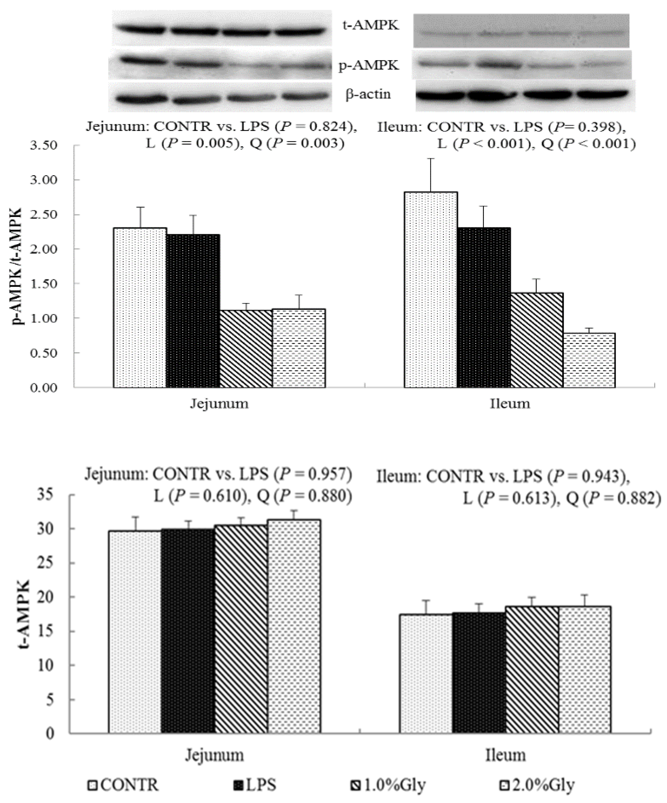 IJMS | Free Full-Text | Glycine Relieves Intestinal Injury by 