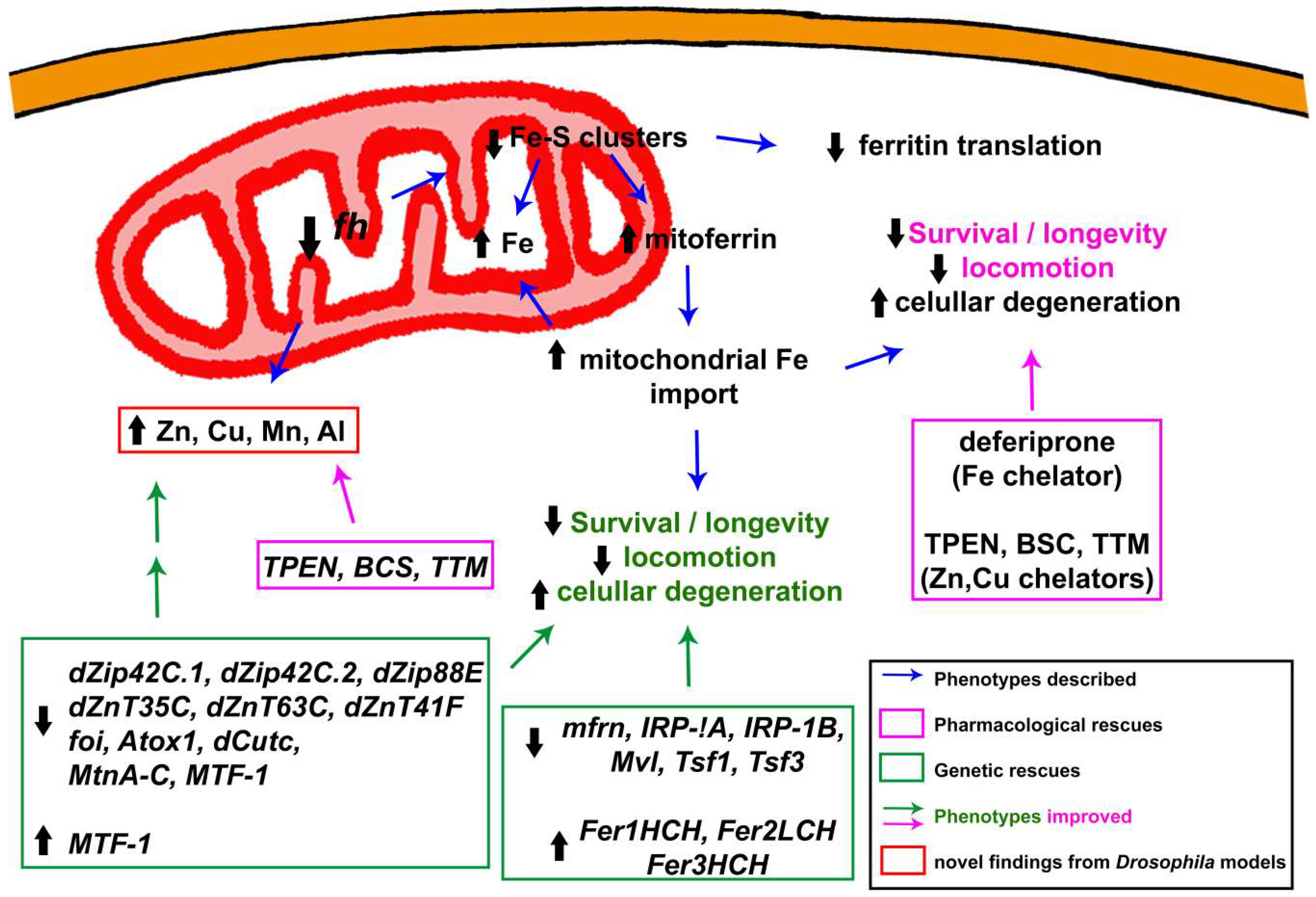 Ijms 19 01989 g002 Ijms 19 01989 g002