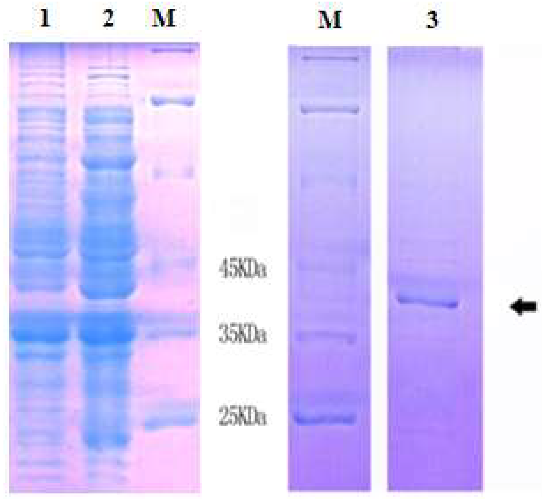 Ijms 19 01990 g005 550