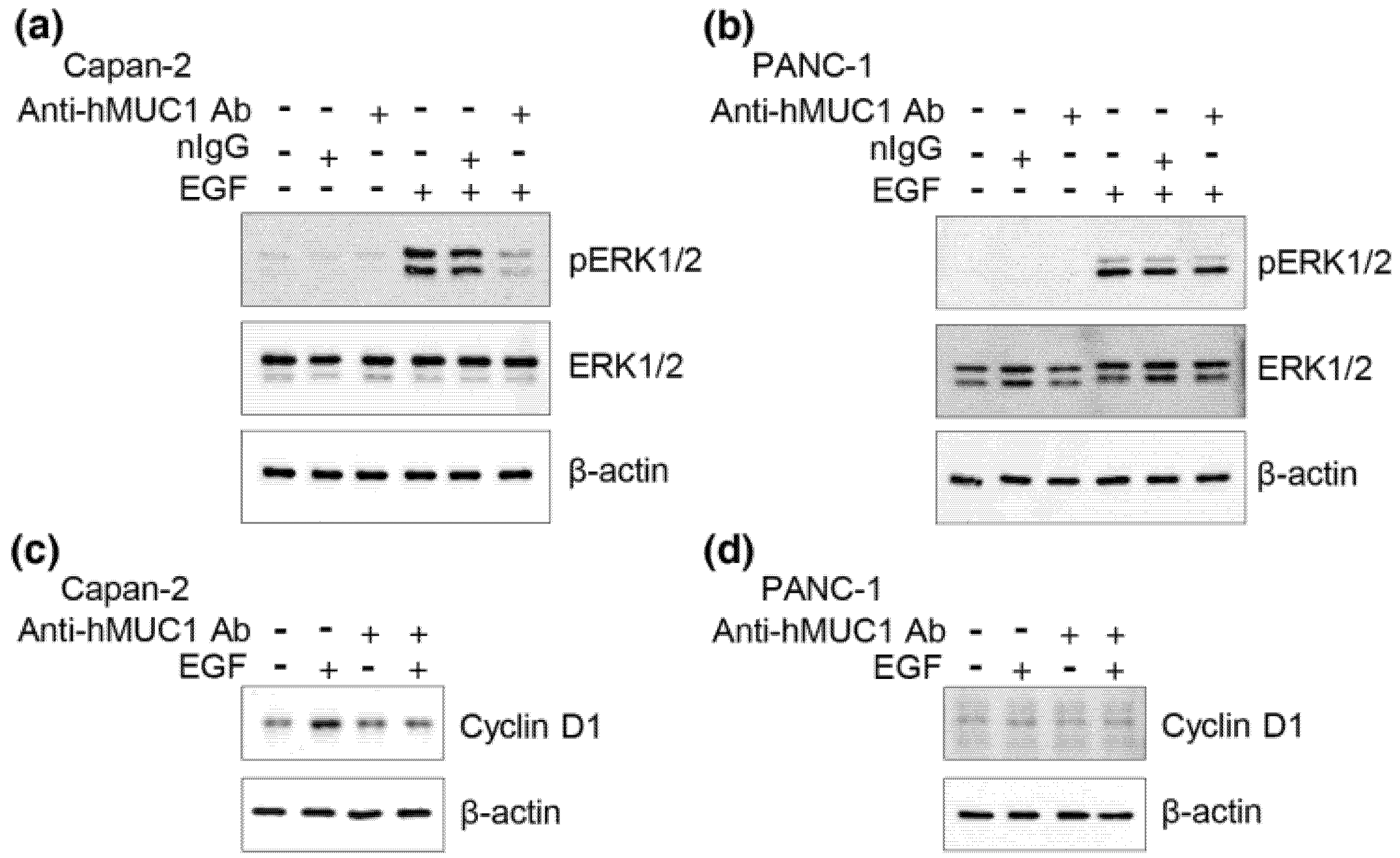 Ijms 19 02004 g003 Ijms 19 02004 g003