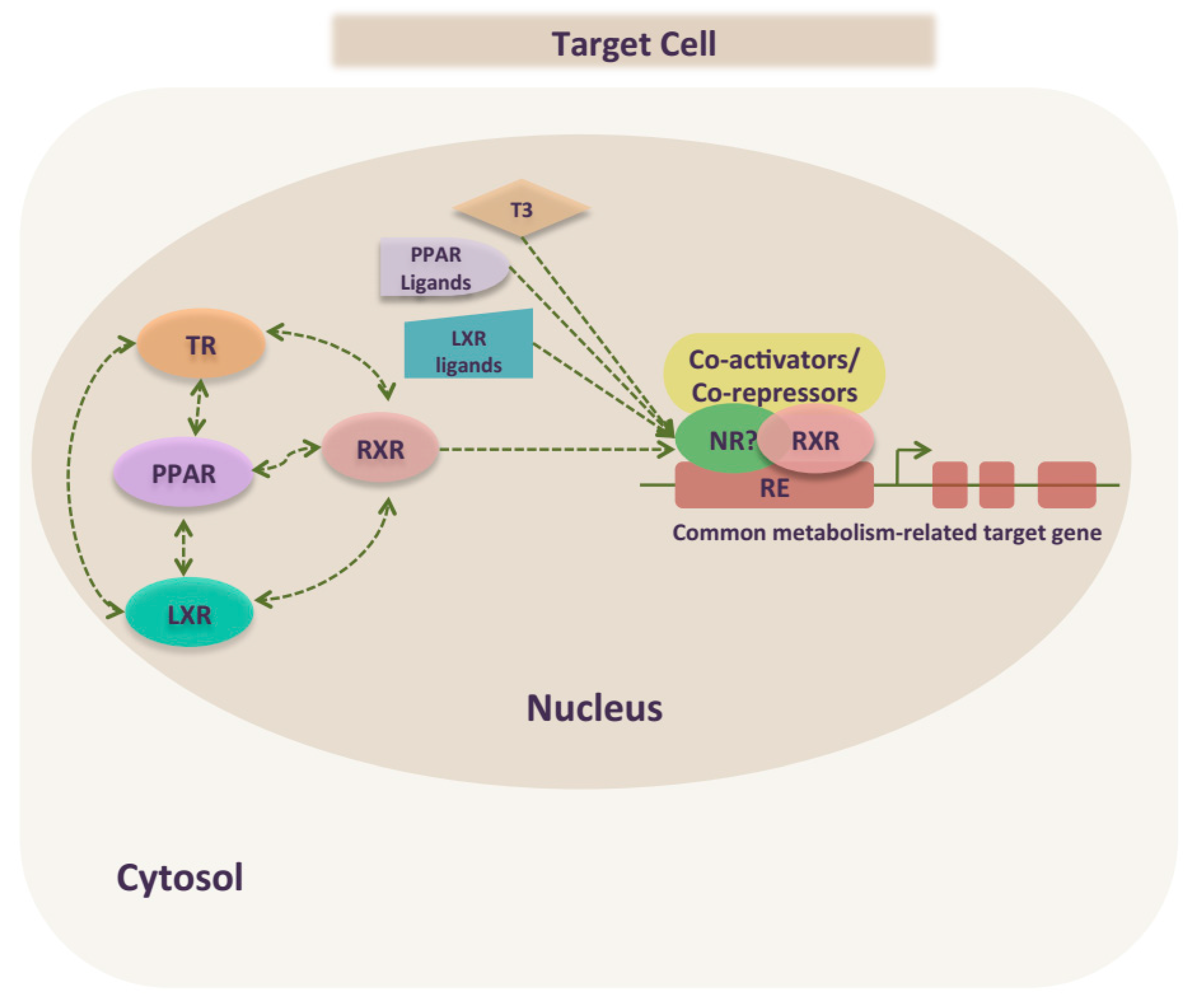 Ijms 19 02017 g002 Ijms 19 02017 g002