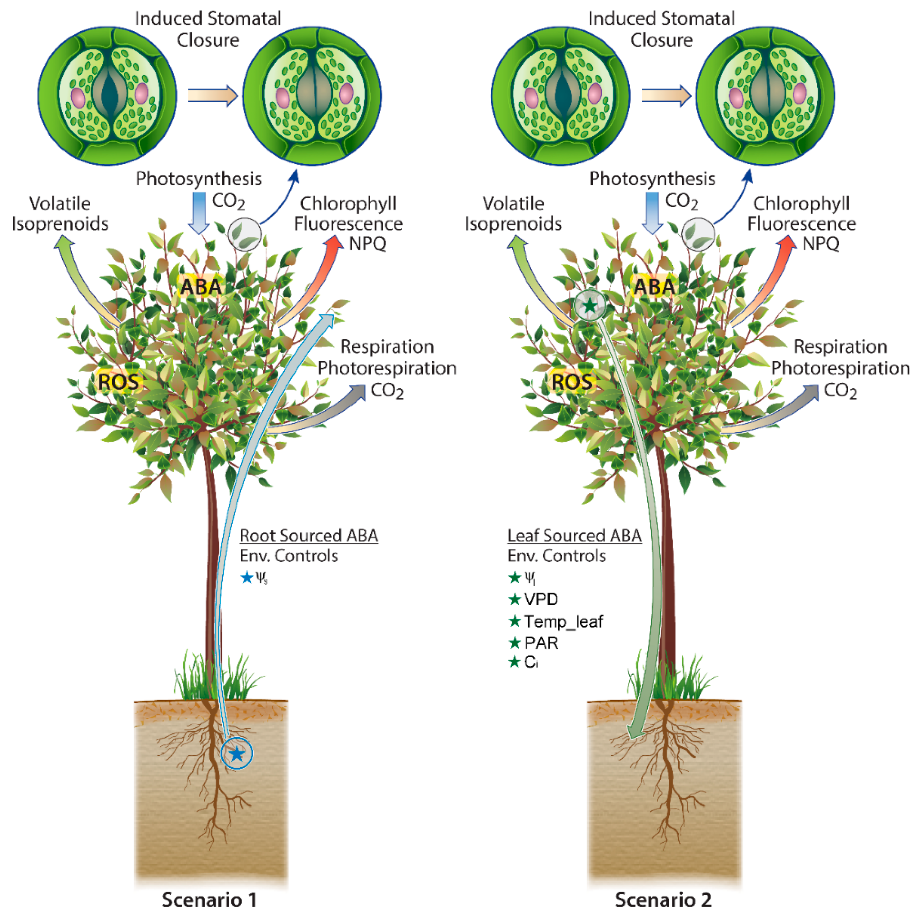 IJMS Free FullText Below versus above Ground Plant