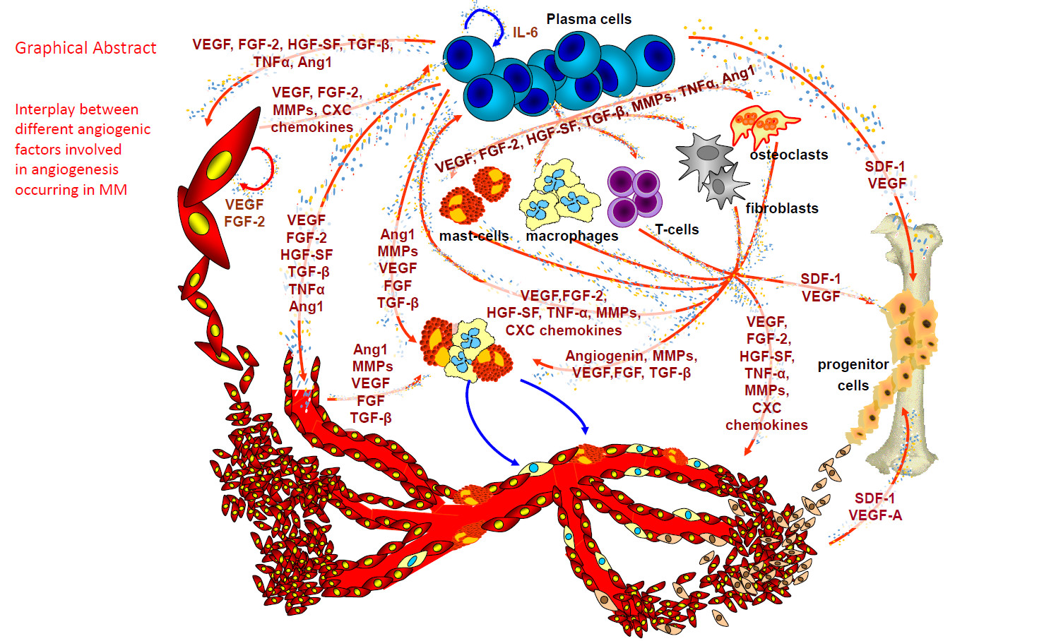 IJMS | Free Full-Text | New Insights in Anti-Angiogenesis in Multiple  Myeloma