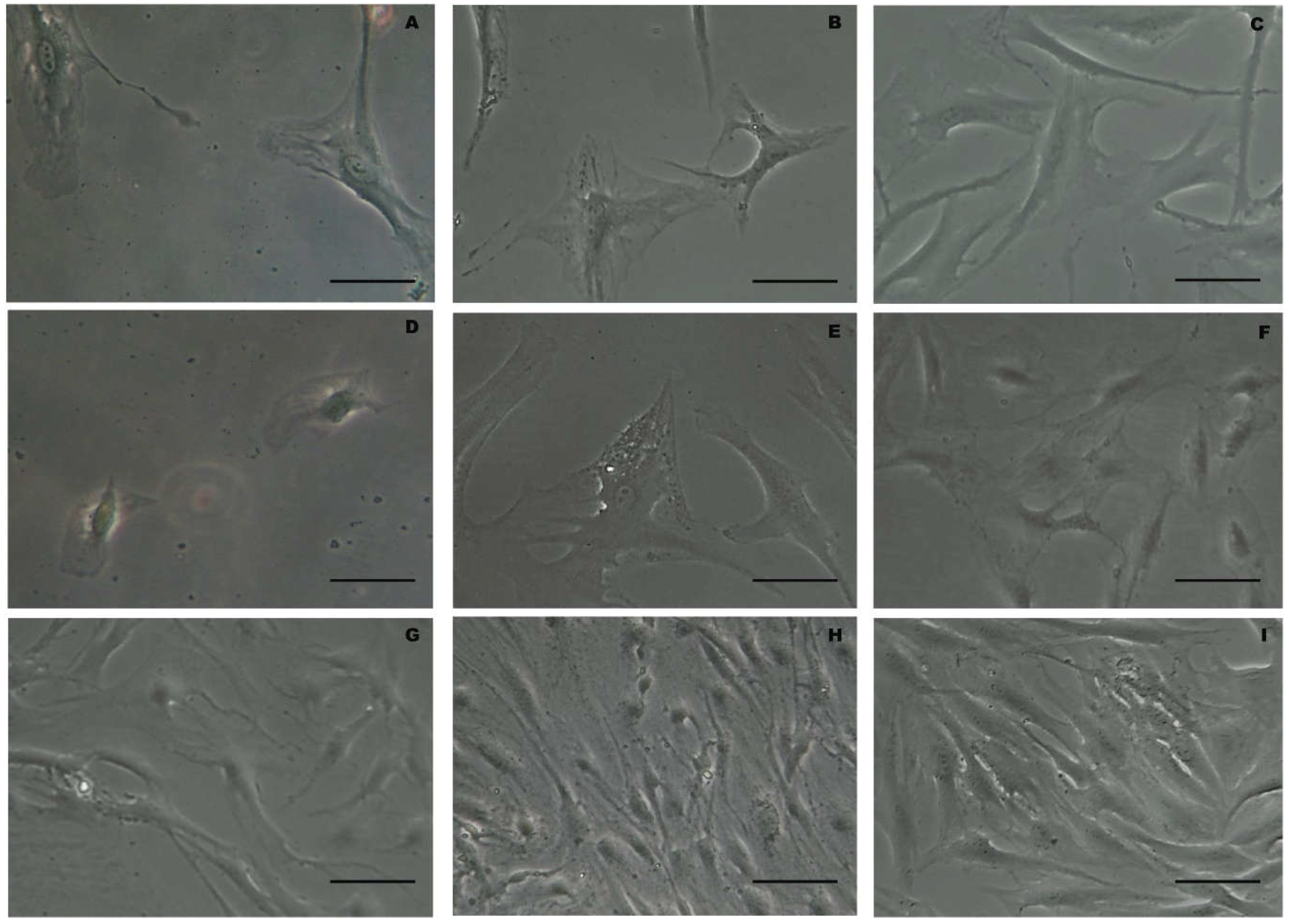 Ijms 19 02061 g001 Ijms 19 02061 g001