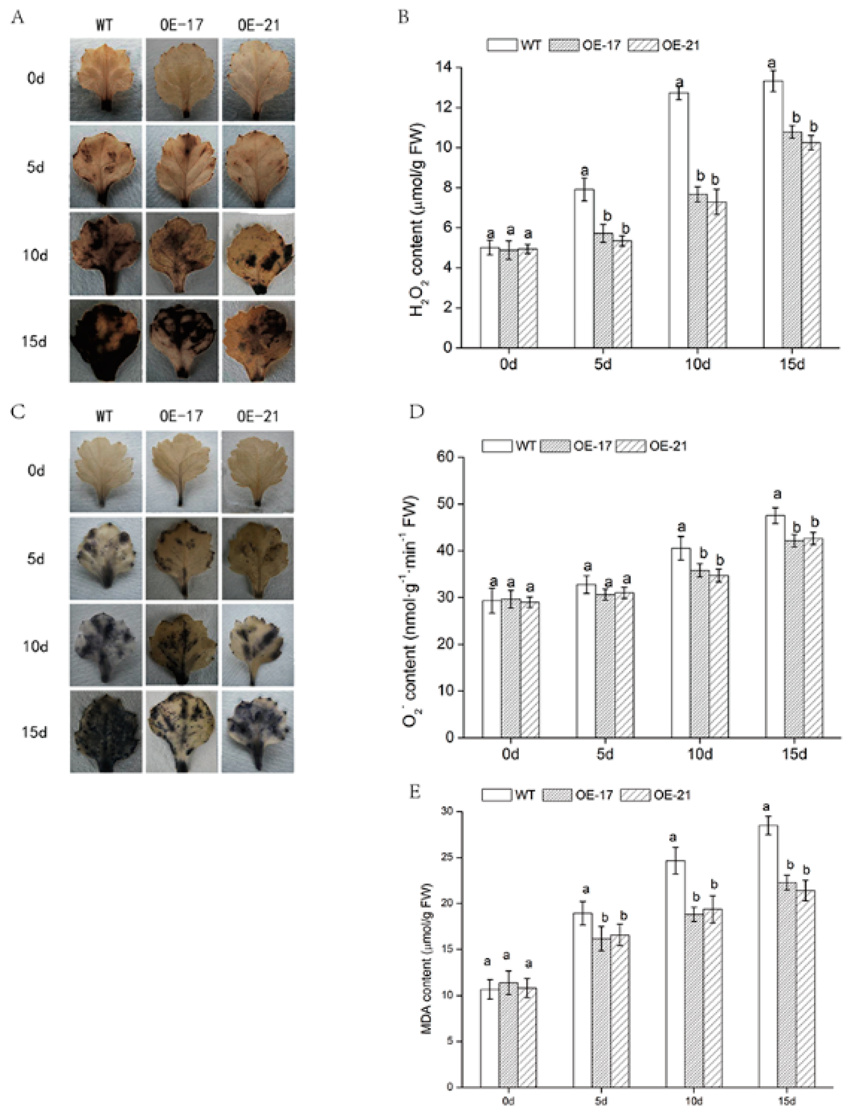 Ijms 19 02062 g005 Ijms 19 02062 g005