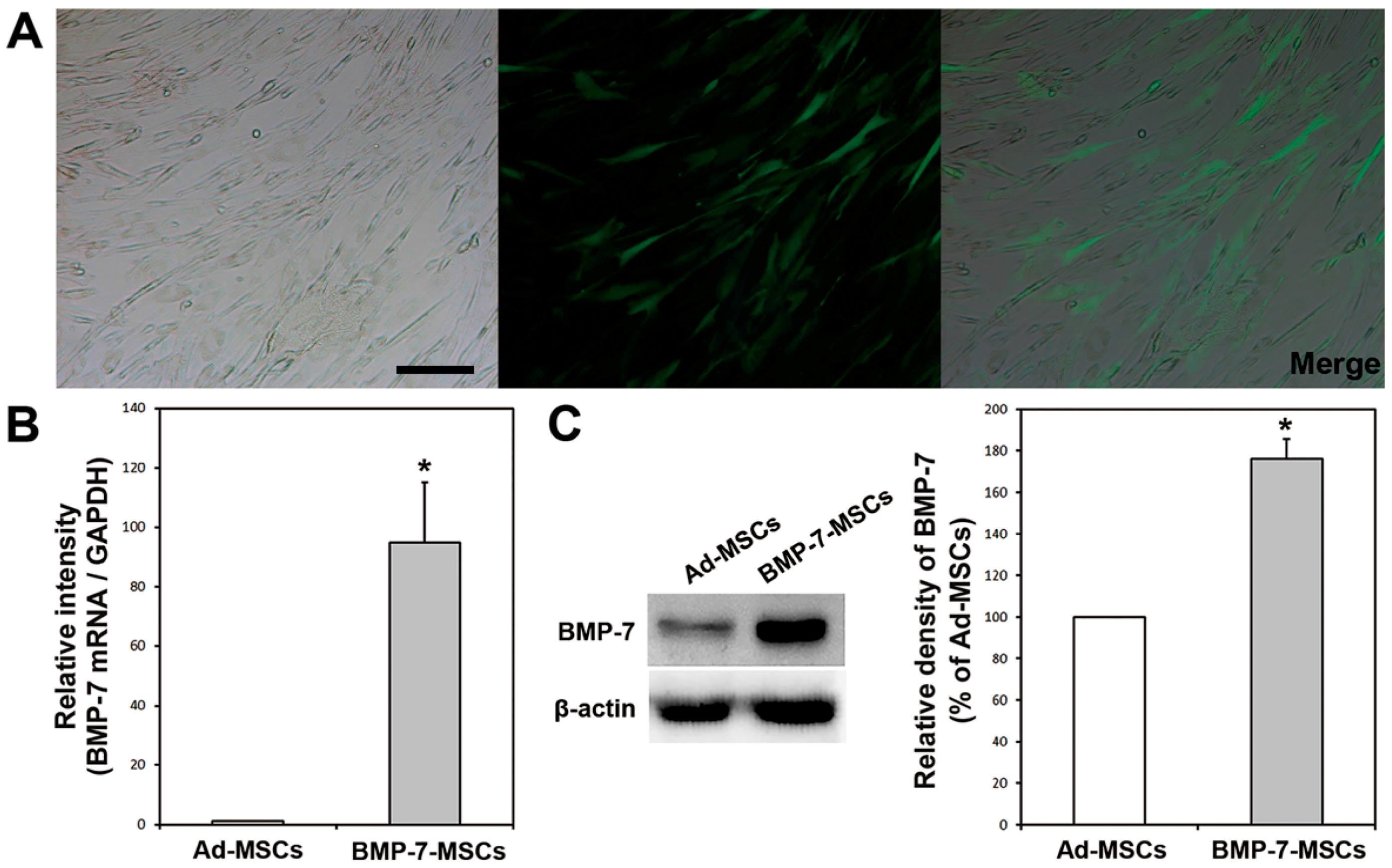 Ijms 19 02073 g001 Ijms 19 02073 g001