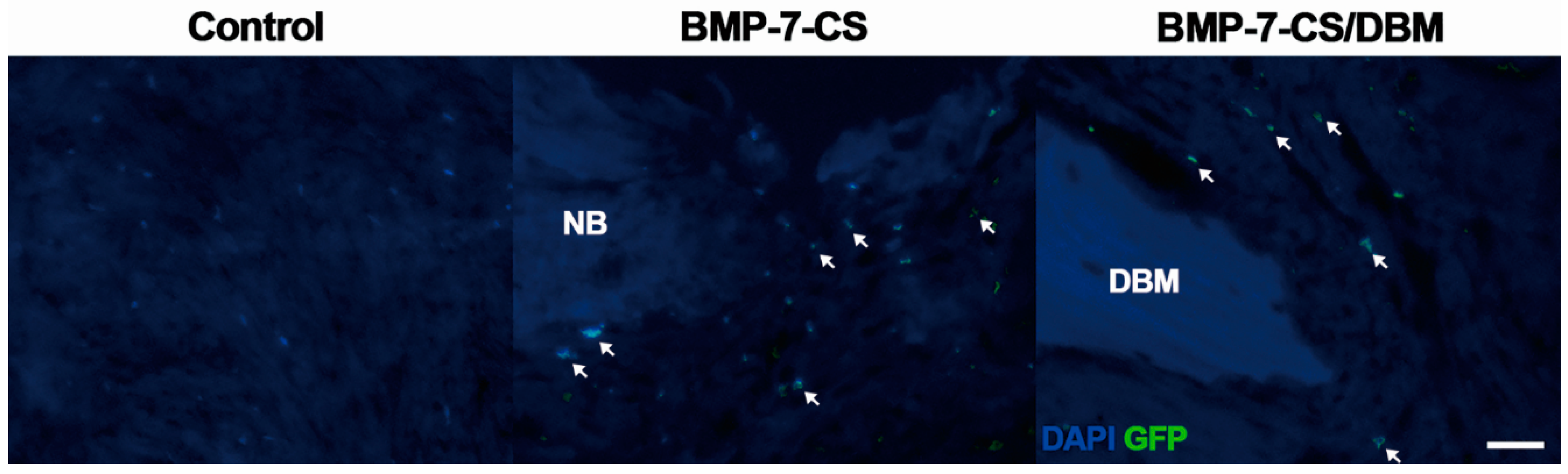 Ijms 19 02073 g007 Ijms 19 02073 g007