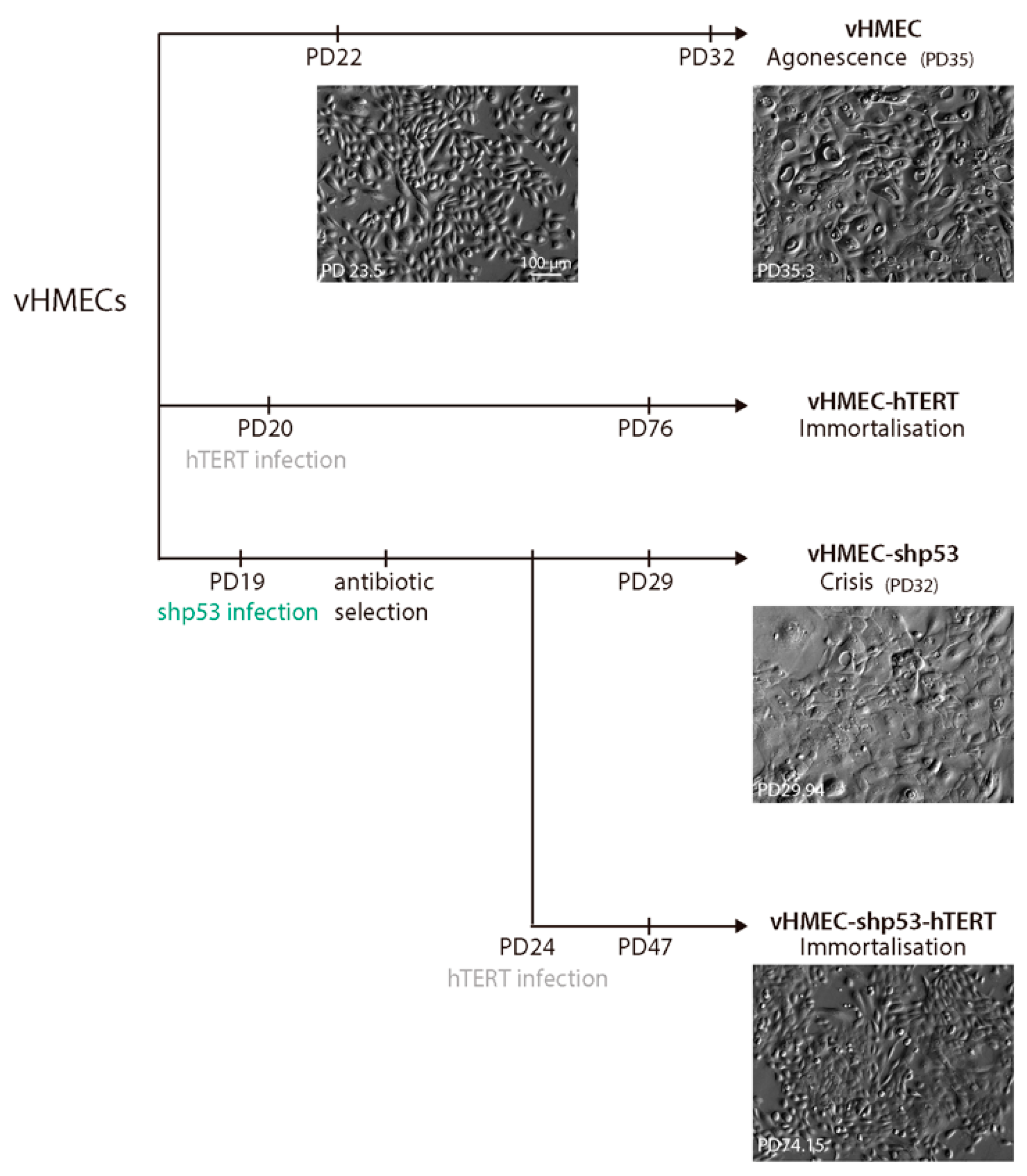 Ijms 19 02078 g001 Ijms 19 02078 g001