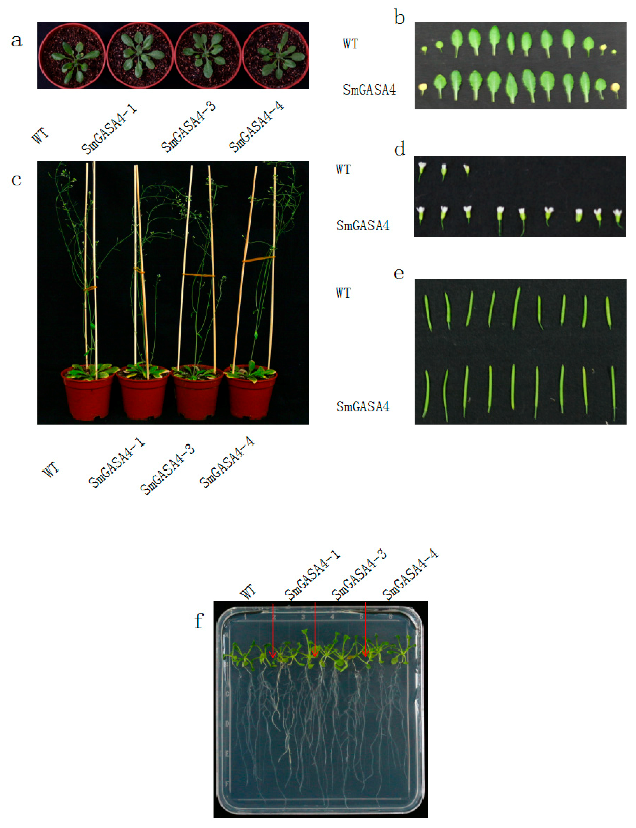 Ijms 19 02088 g006 Ijms 19 02088 g006