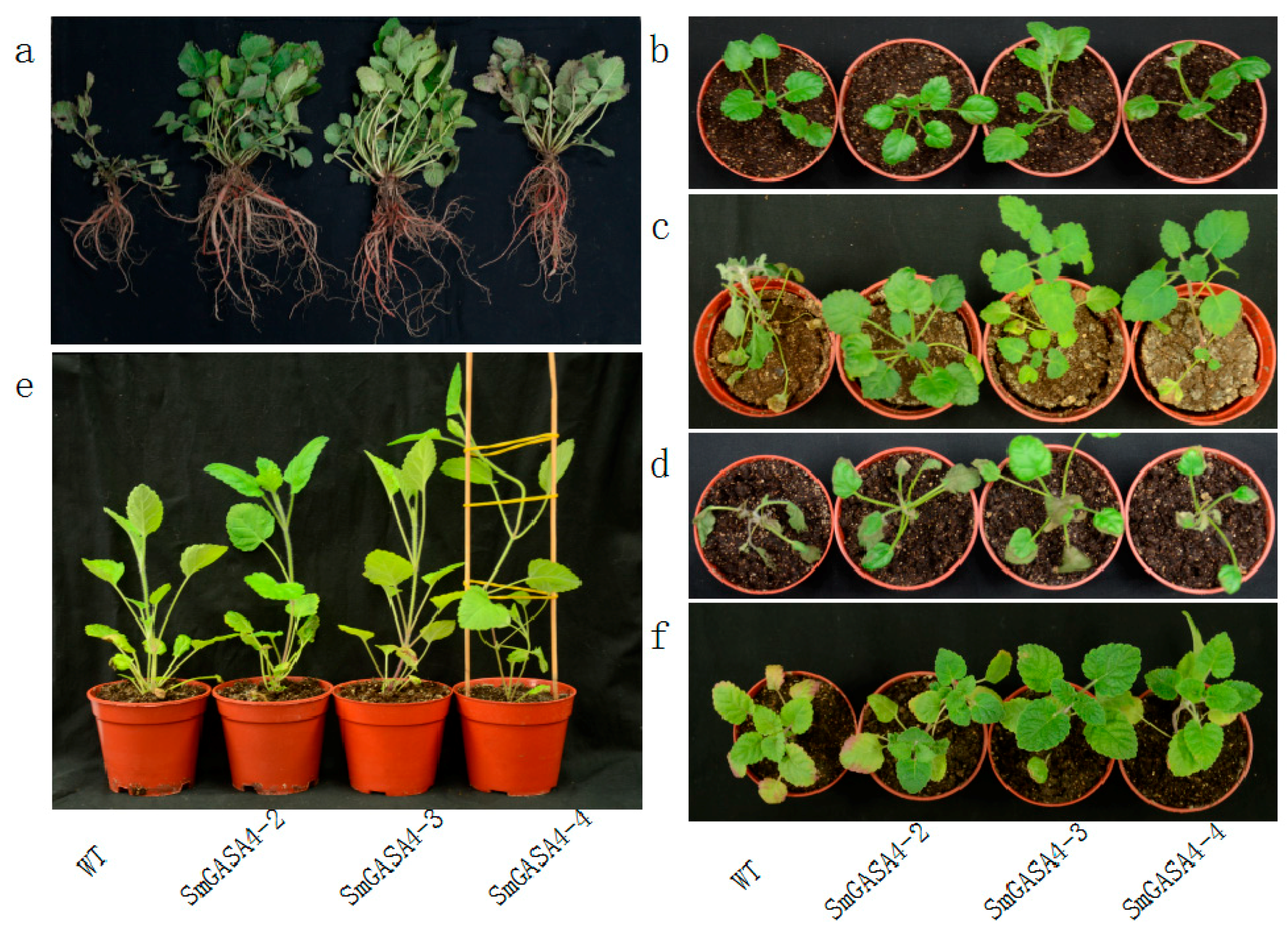 Ijms 19 02088 g007 Ijms 19 02088 g007
