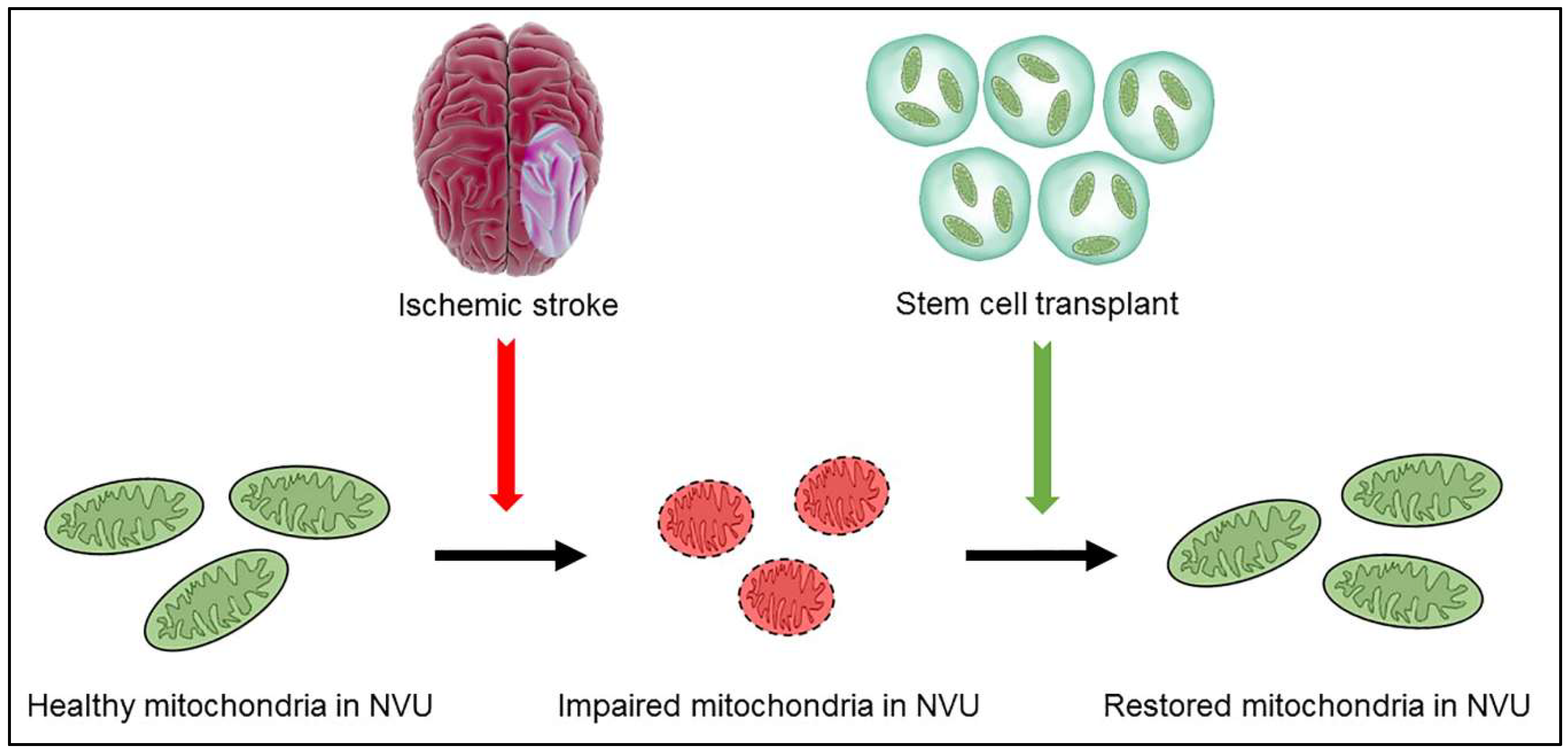 Impaired Recycling Of Mitochondria In >> Ijms Free Full Text Understanding The Role Of Impaired Recycling Of Mitochondria In >> Ijms Free Full Text Understanding The Role Of