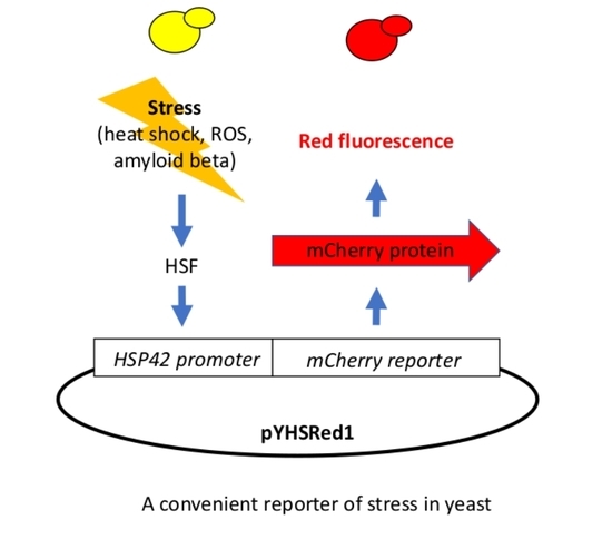 Ijms Free Full Text Development Of Convenient System For Detecting Yeast Cell Stress Including That Of Amyloid Beta Html