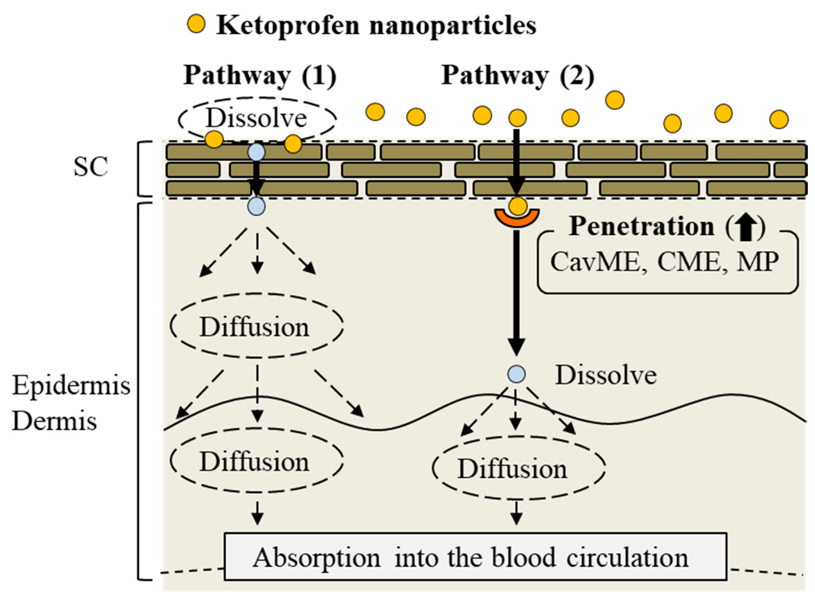 Transdermal or percutaneous and penetration permeation and delivery Transdermal or percutaneous and penetration permeation and delivery