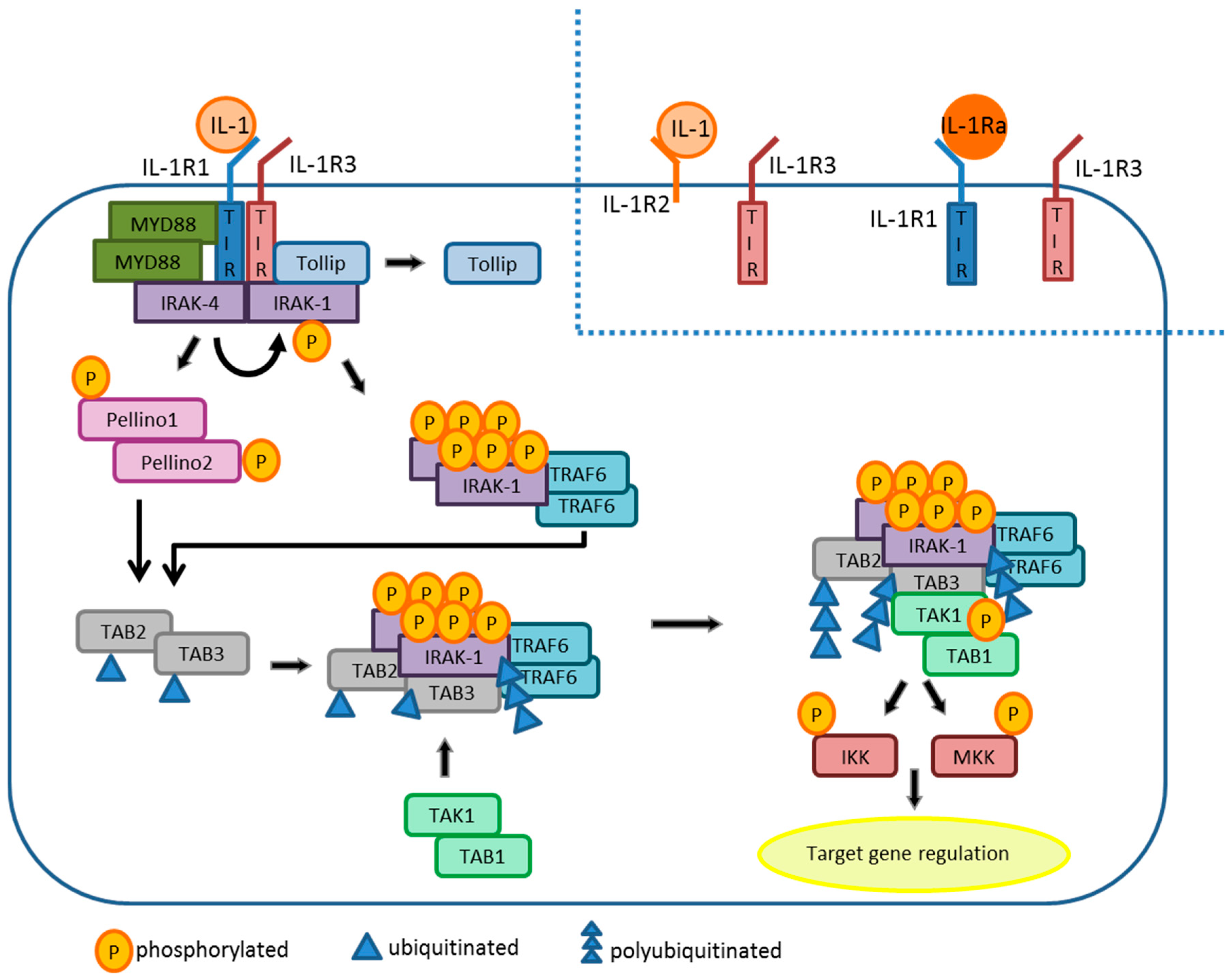 Interleukin-1 (IL-1) Pathway